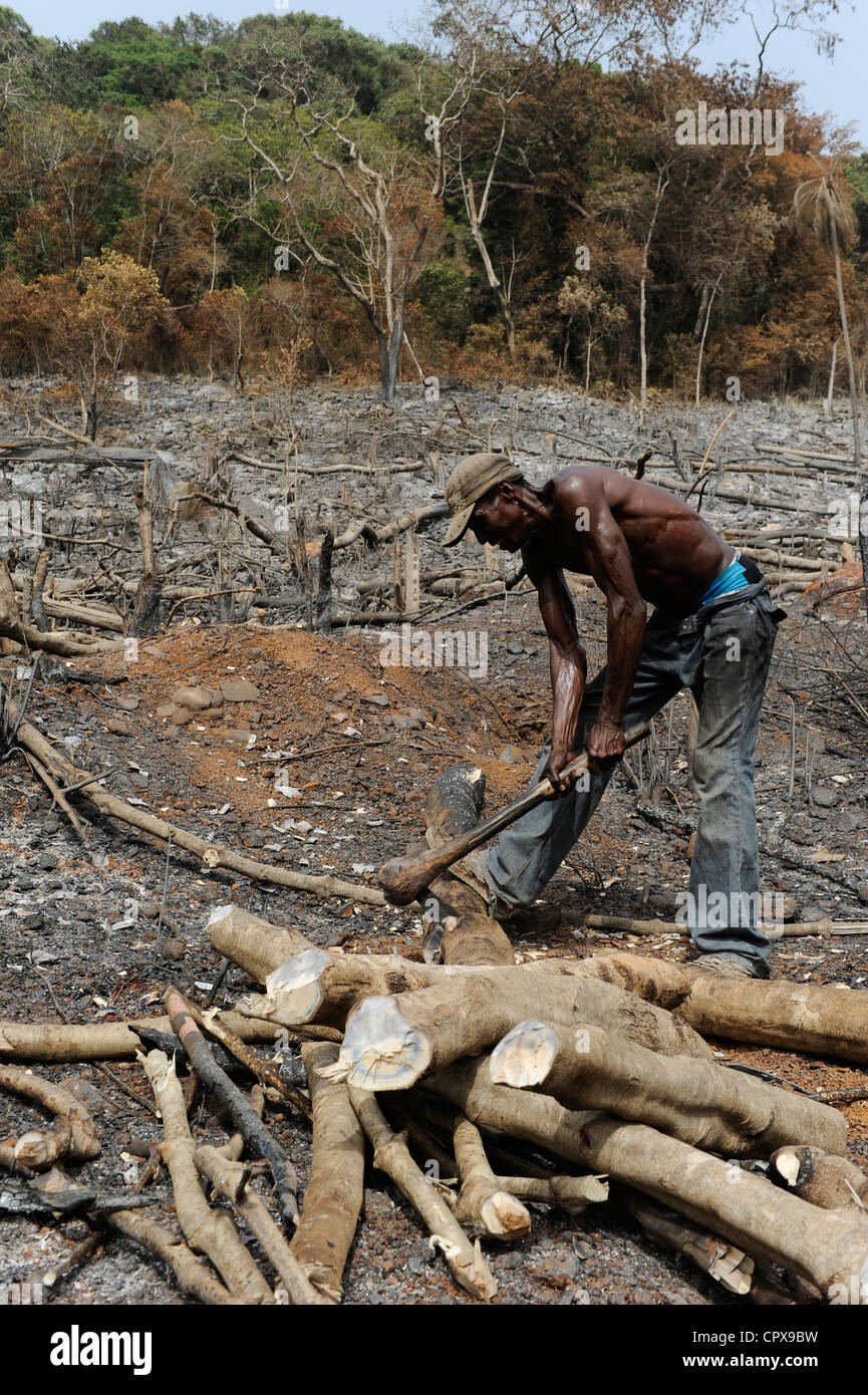 SIERRA LEONE, Kent, die illegale Abholzung des Regenwaldes an der westlichen Bereich Halbinsel Wald, das Holz wird für Kohle und Brennholz verwendet Stockfoto