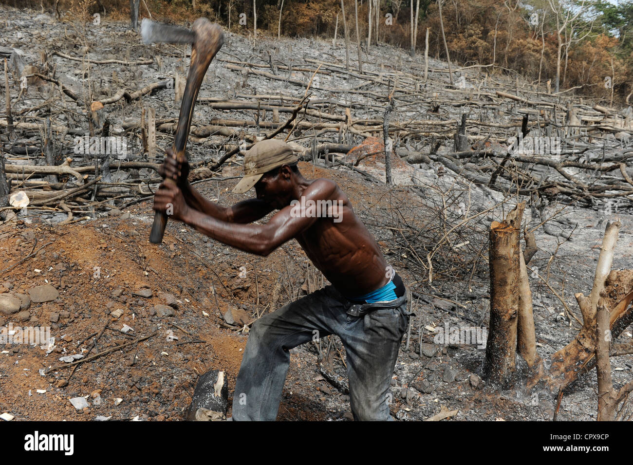 SIERRA LEONE, Kent, die illegale Abholzung des Regenwaldes an der westlichen Bereich Halbinsel Wald, das Holz wird für Kohle und Brennholz verwendet Stockfoto