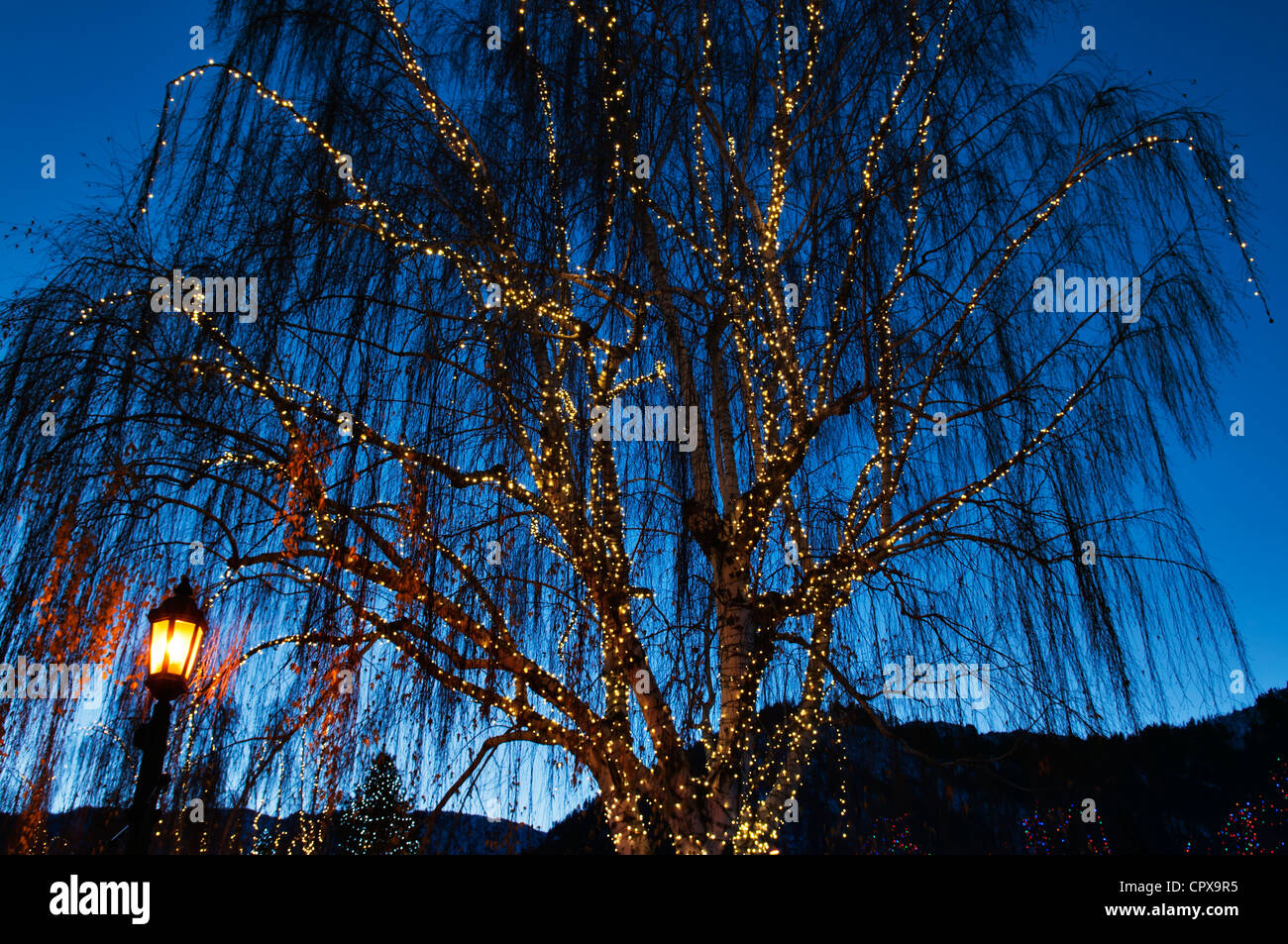 Goldenen Lichter schmücken diesen schönen Baum in der Innenstadt von Leavenworth, Washington während des Winters. Stockfoto