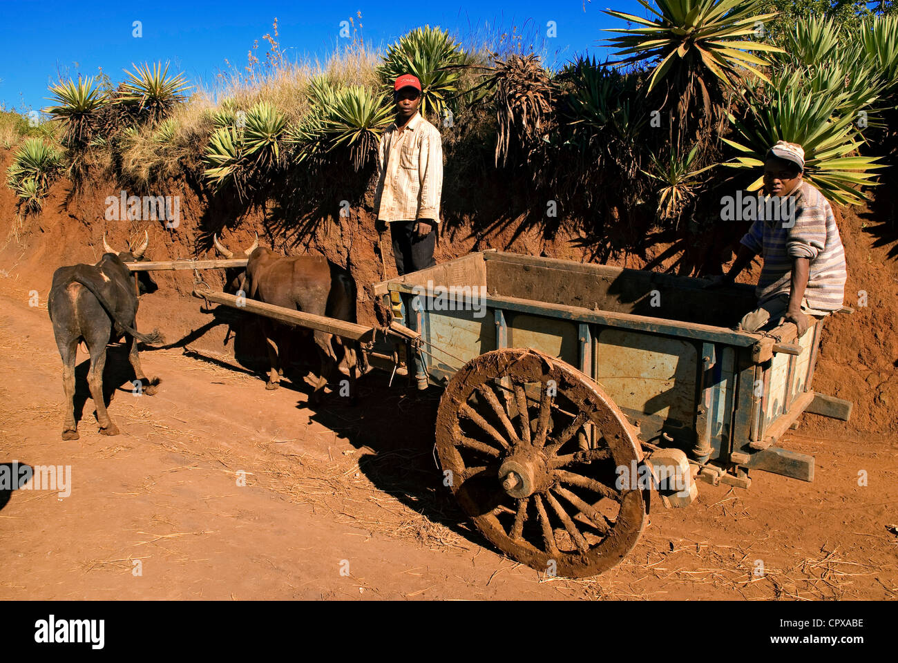 Hochland von Madagaskar ehemalige Provinz von Antananarivo zwischen Betafo und Antsirabe Bauern von der ethnischen Gruppe der Betsileo Stockfoto