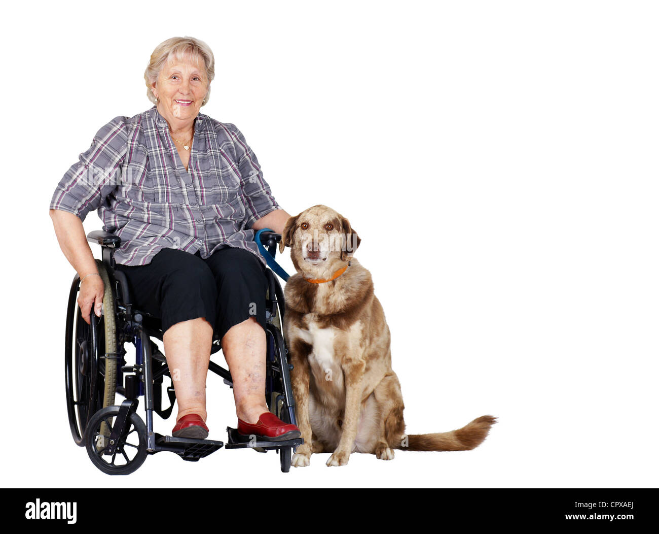 Glücklich senior Frau im Rollstuhl mit ihrem großen Hund, ideal für Zootherapy, Führung, Hunde oder anderen gesundheitlichen oder medizinischen Fragen. Stockfoto