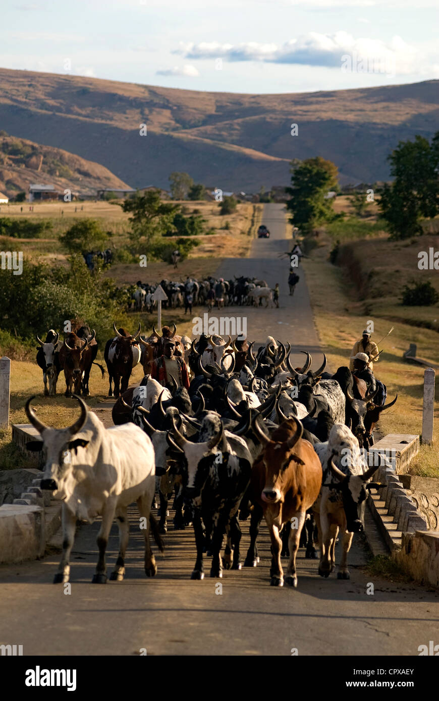 Madagaskar, Eastern Highlands, Züchter und Herde von Zebu auf nationale Straße 7, Andringitra Massif, Region der Betsileo ethnische Gruppe Stockfoto