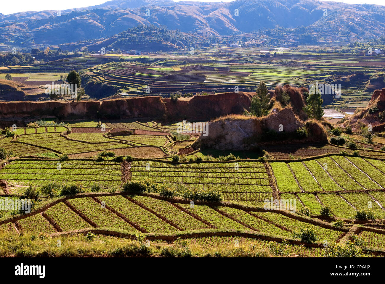 Hochland von Madagaskar ehemalige Provinz von Antananarivo zwischen Betafo Antsirabe Reisfelder Region Betsileo Volksgruppe Stockfoto