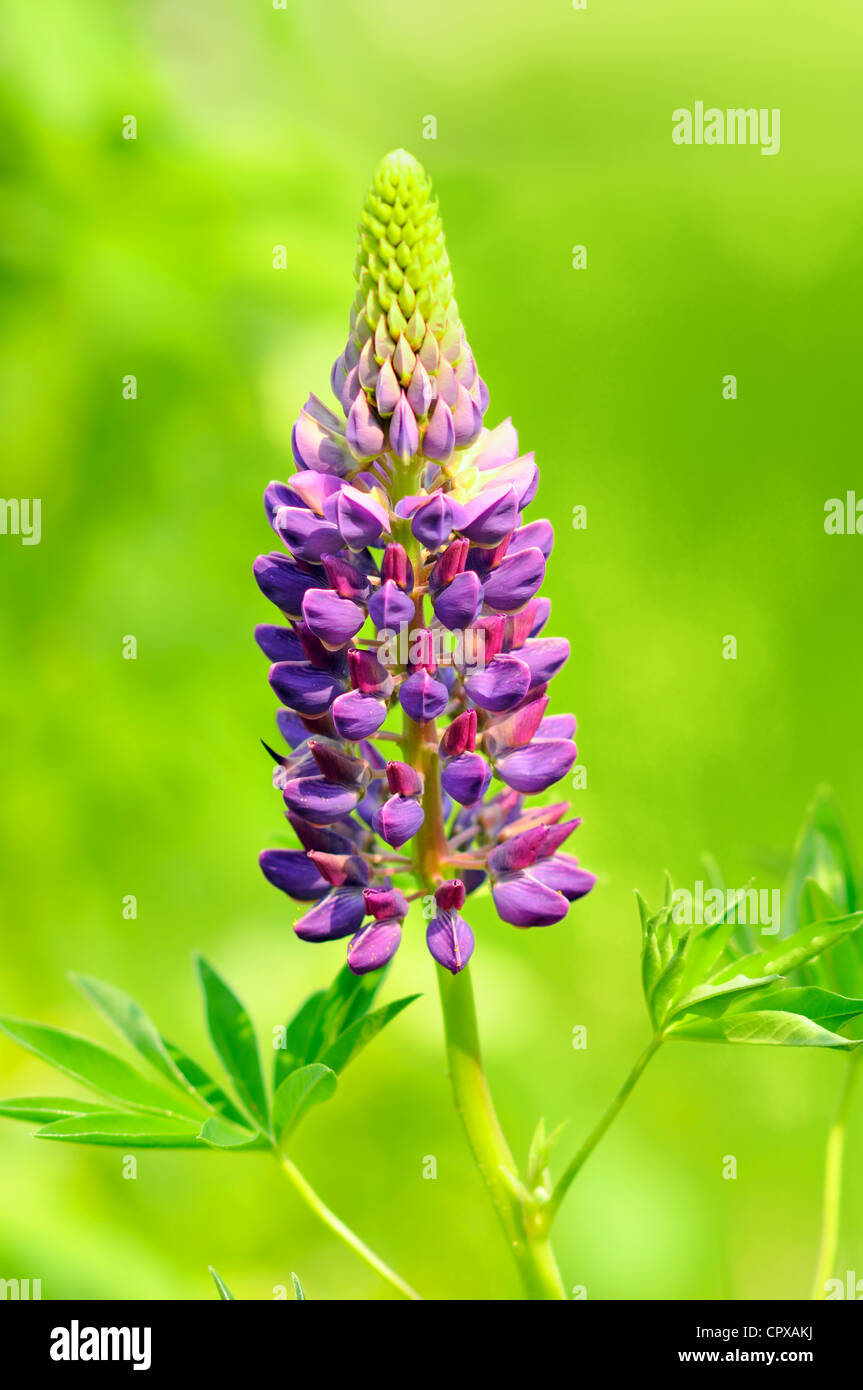 Schöne Blumenkarte mit lupine lila Blume über grüne Blätter, Brigh, lebendige und satte Farben. Stockfoto