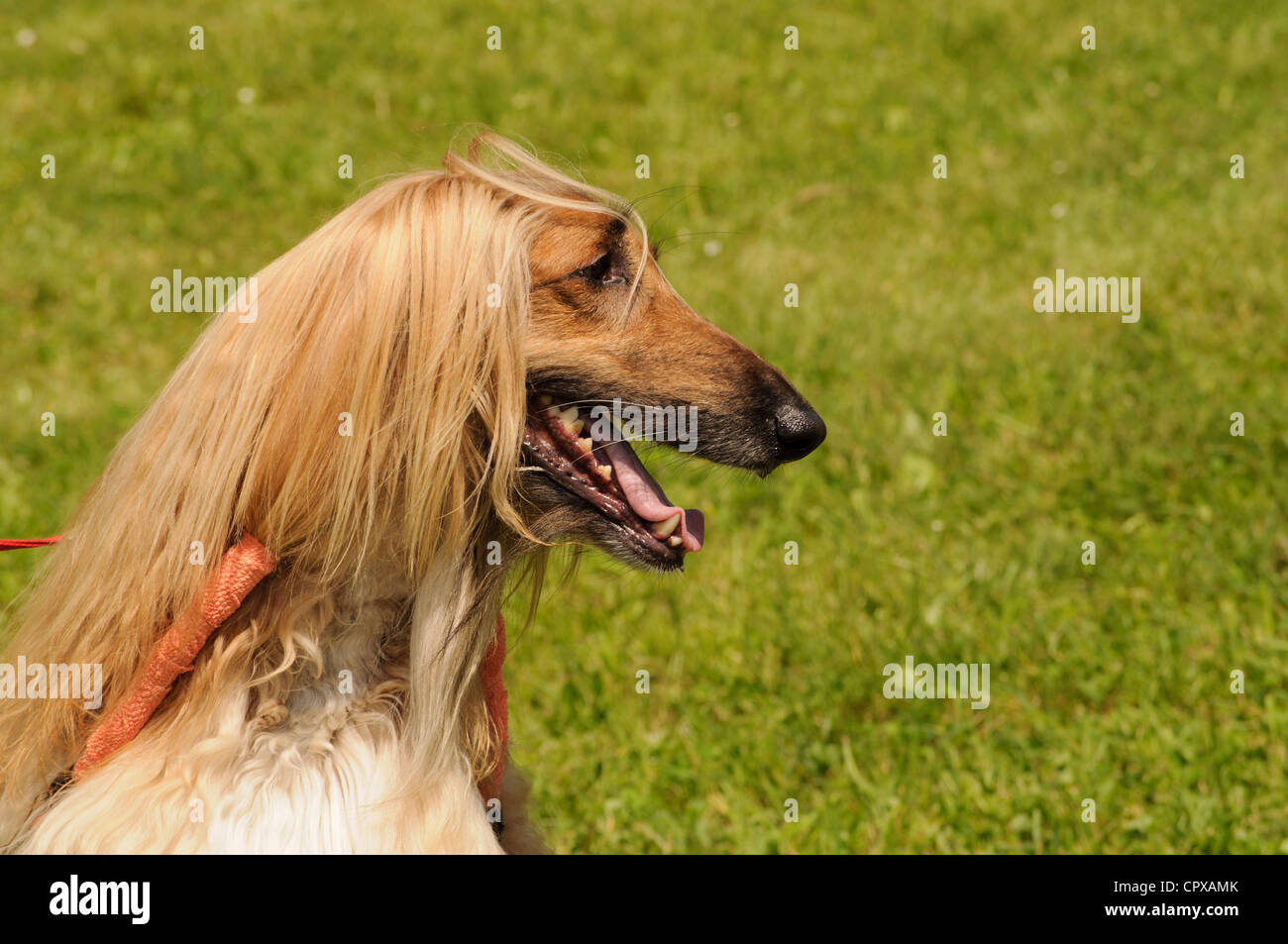 Afghanischer Windhund Stockfoto
