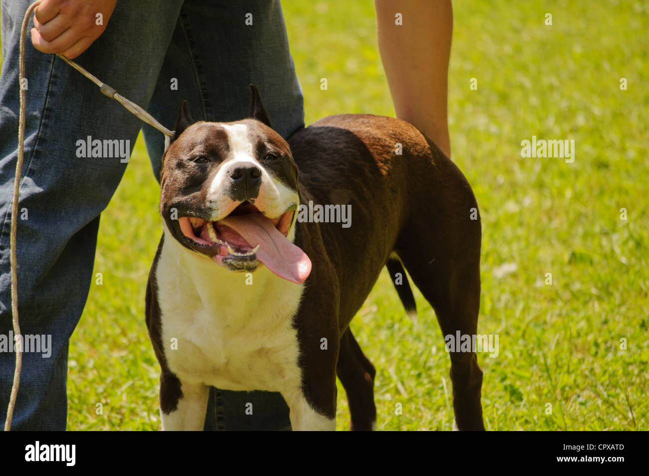 Amerikanischer stafford Fotos und Bildmaterial in hoher Auflösung Alamy