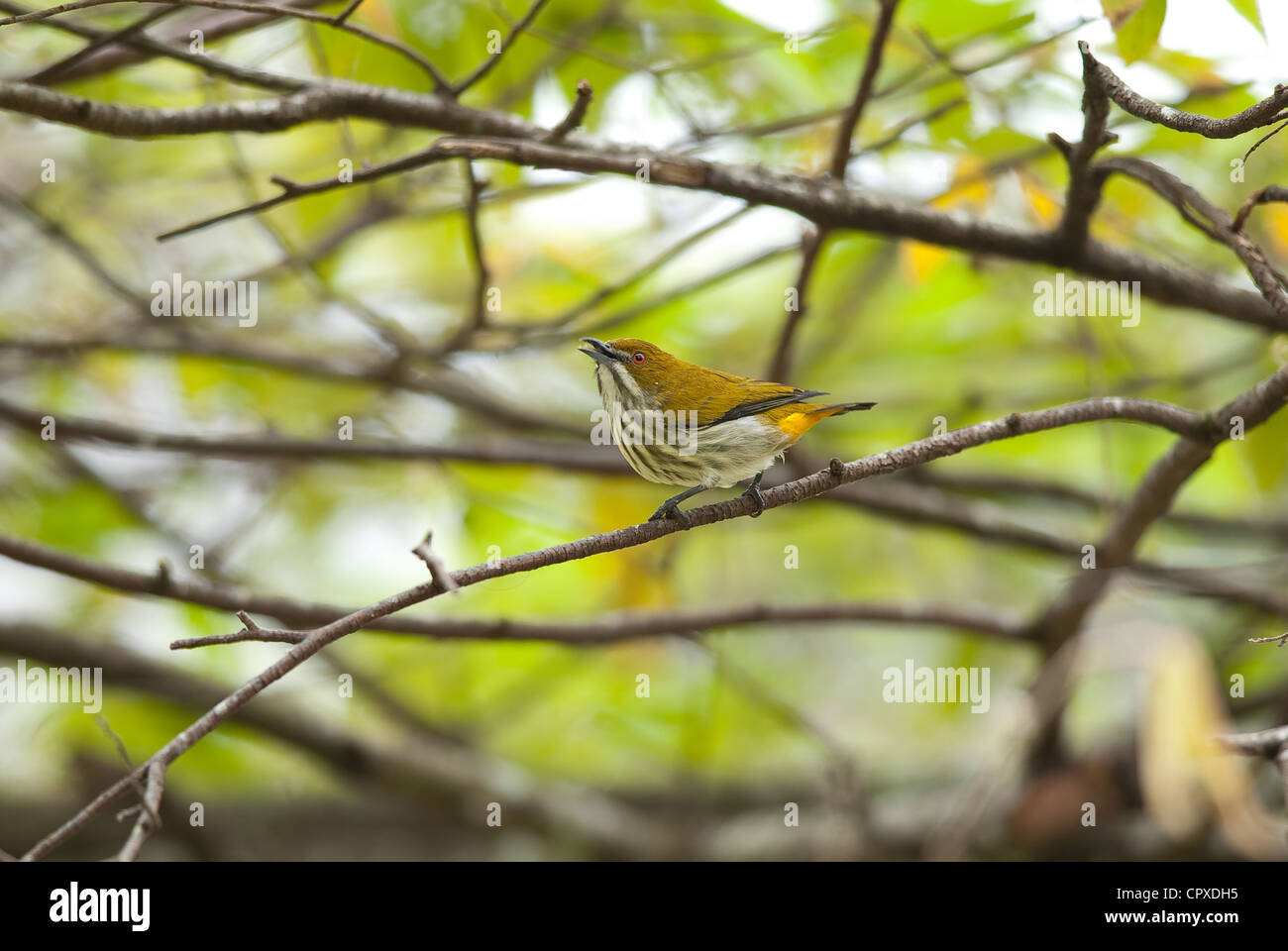 schöne gelbe gelüftete Flowerpecker (Dicaeum Chrysorrheum) Verzehr von Obst Stockfoto