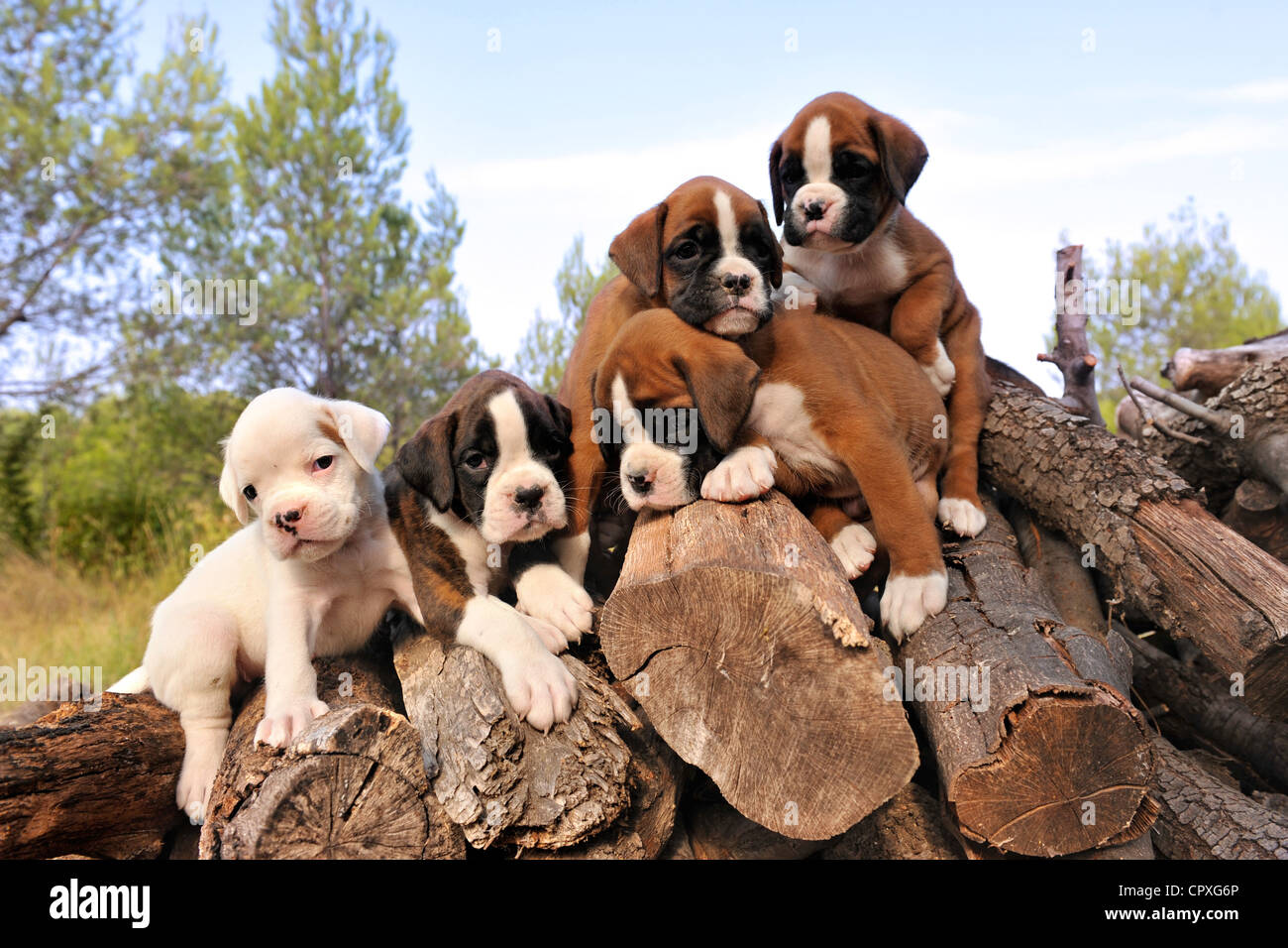 fünf reinrassigen Welpen Boxer auf dem Holz Stockfoto