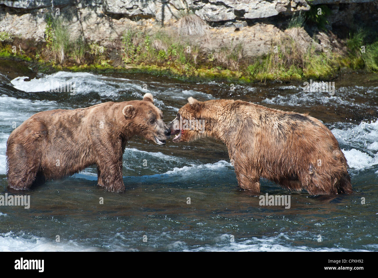 Zeigt Aggression gegen einander zwei Grizzlybären (Bären) Stockfoto