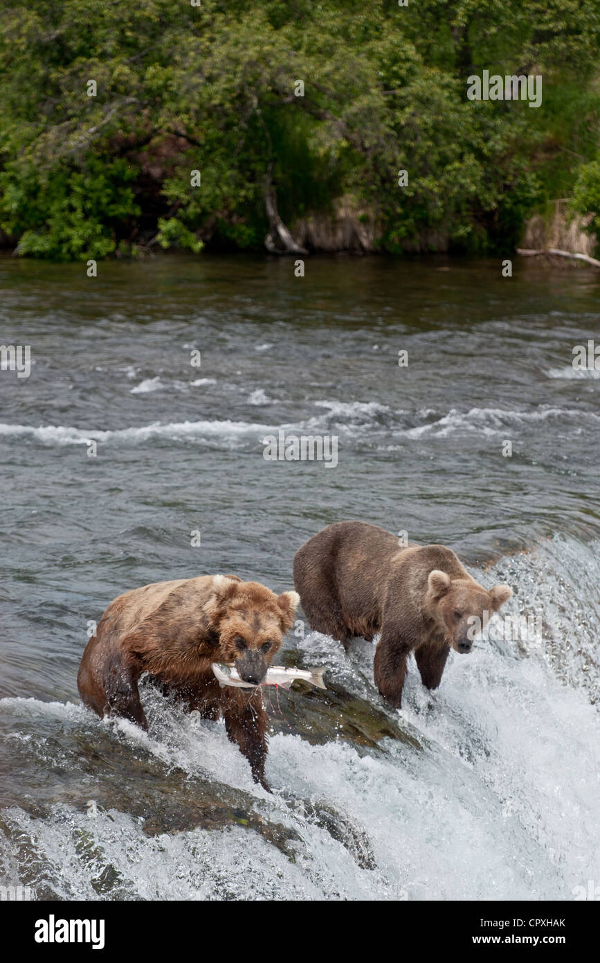 Zwei Grizzlybären (Braunbären) am Anfang Brooks fällt.  Ein Bär hat einen Fisch gefangen und hat es in den Mund Stockfoto
