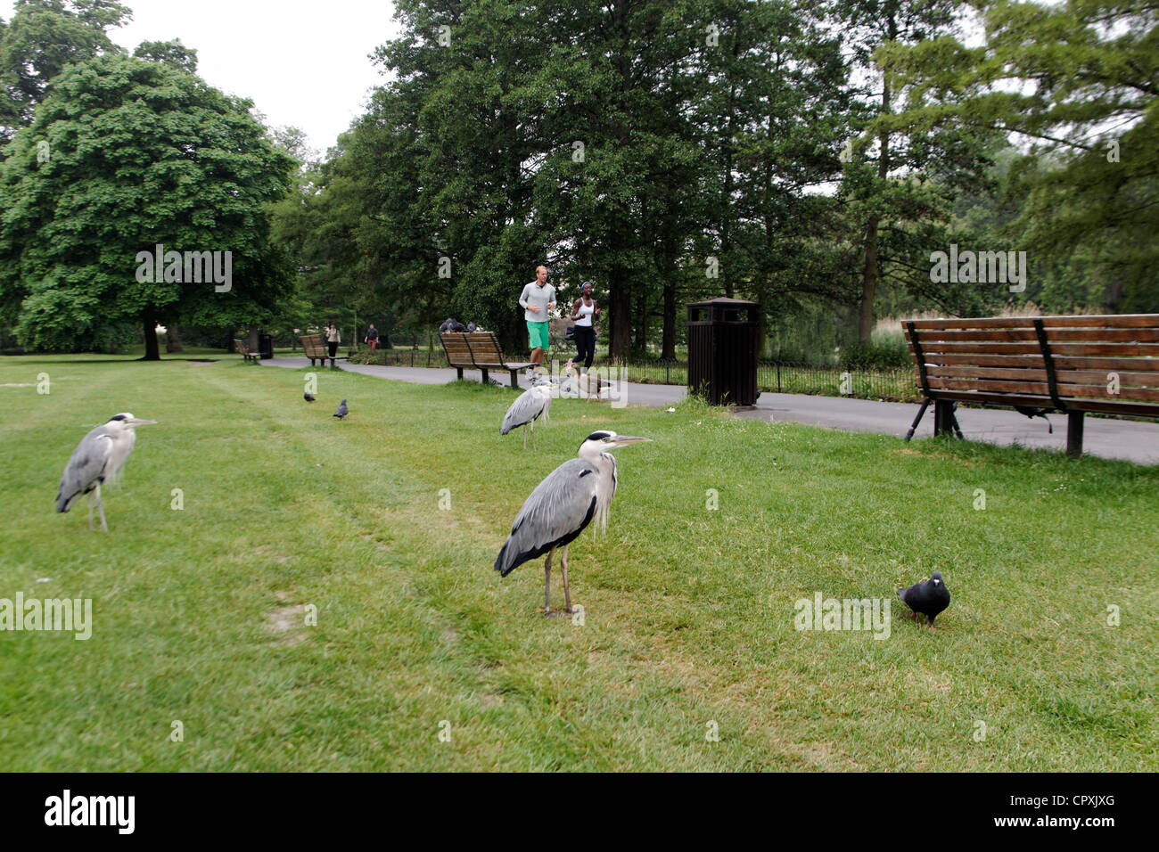 Graureiher Ardea Cinerea, einzelne Vogel im Regents Park, London, Mai 2012 Stockfoto