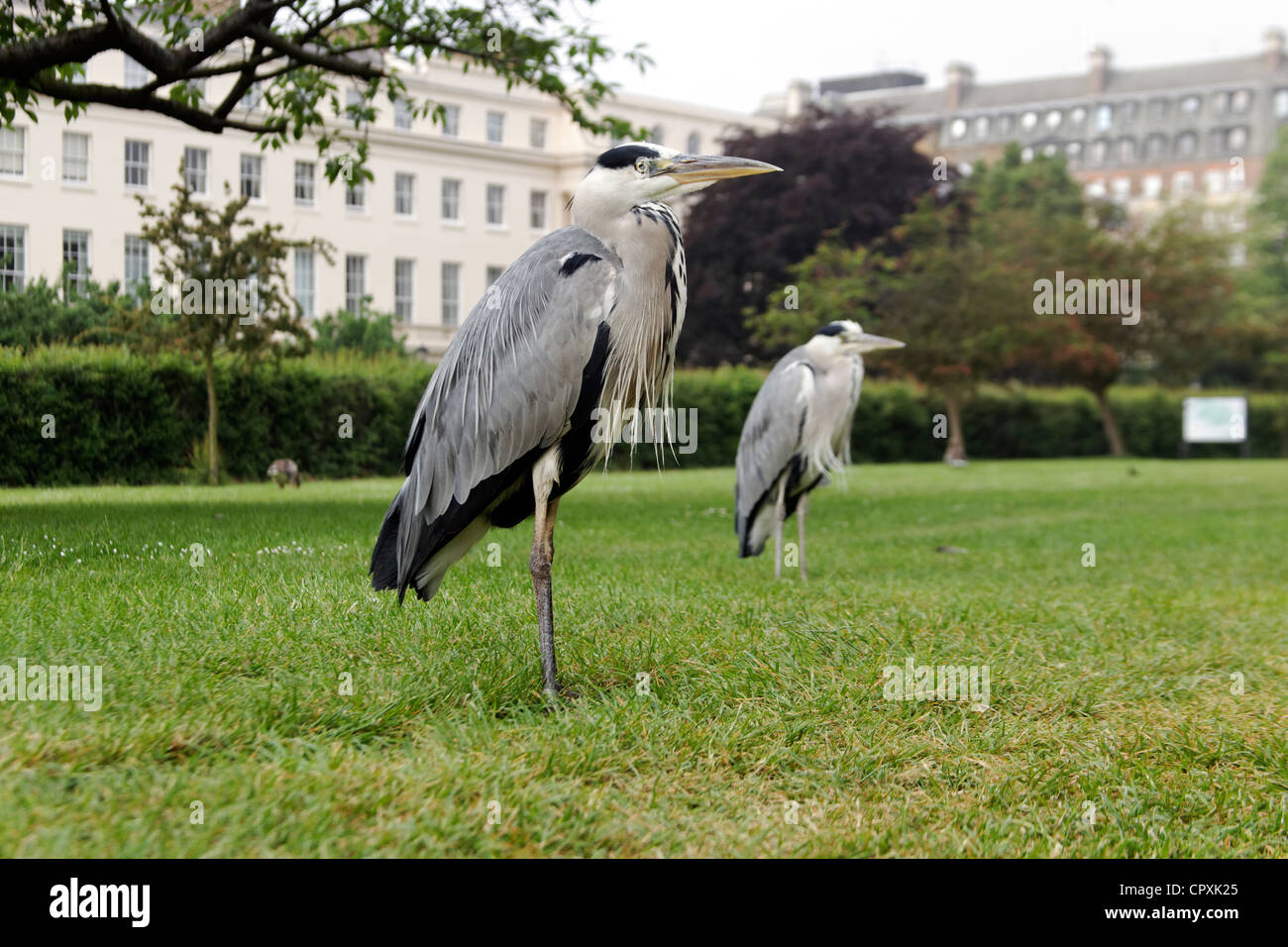 Graureiher Ardea Cinerea, einzelne Vogel im Regents Park, London, Mai 2012 Stockfoto