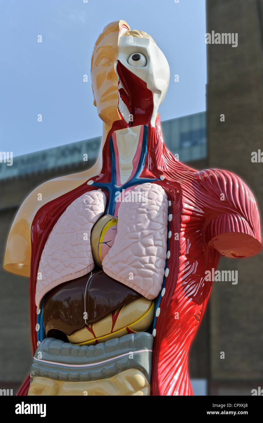 Menschliche Anatomie von Damien Hirst, Tate Modern, London, England. Stockfoto