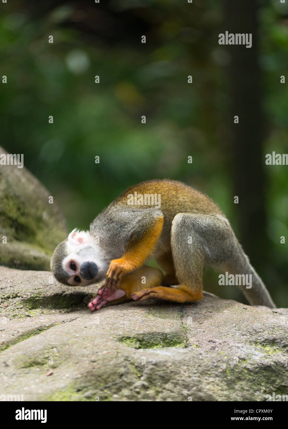 Gemeinsame Totenkopfäffchen (Saimiri sciureus). Stockfoto