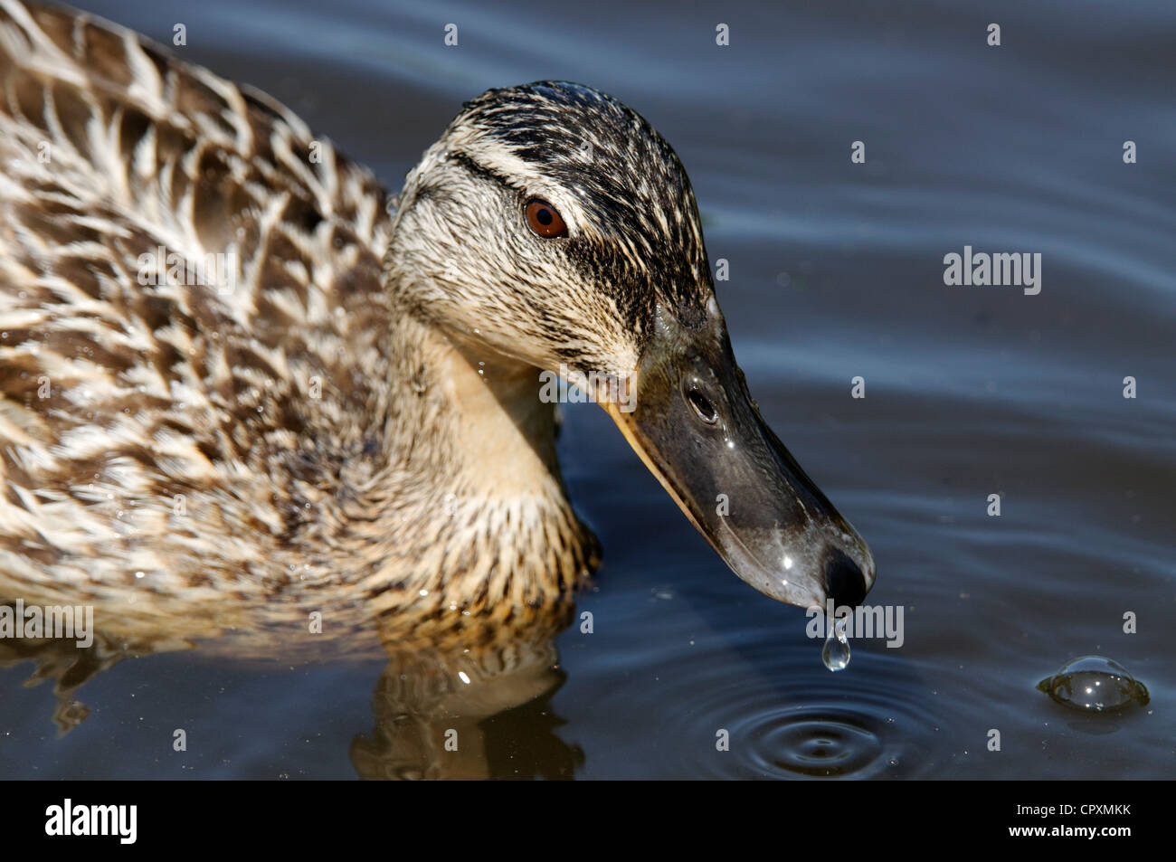 Eine weibliche Stockente mit einem Tropfen Wasser auf ihrer Rechnung Stockfoto