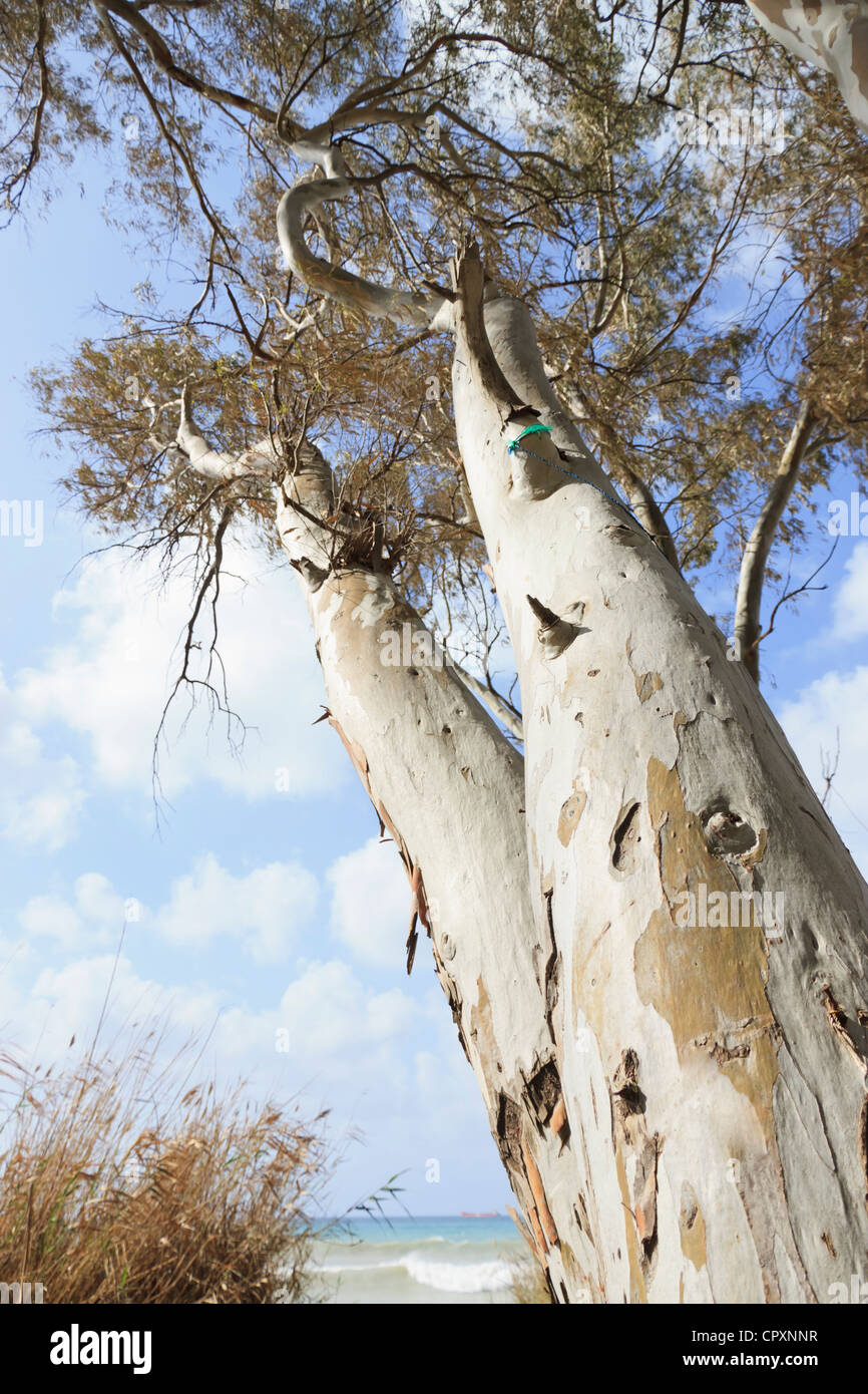 Eukalyptus-Baum Stockfoto