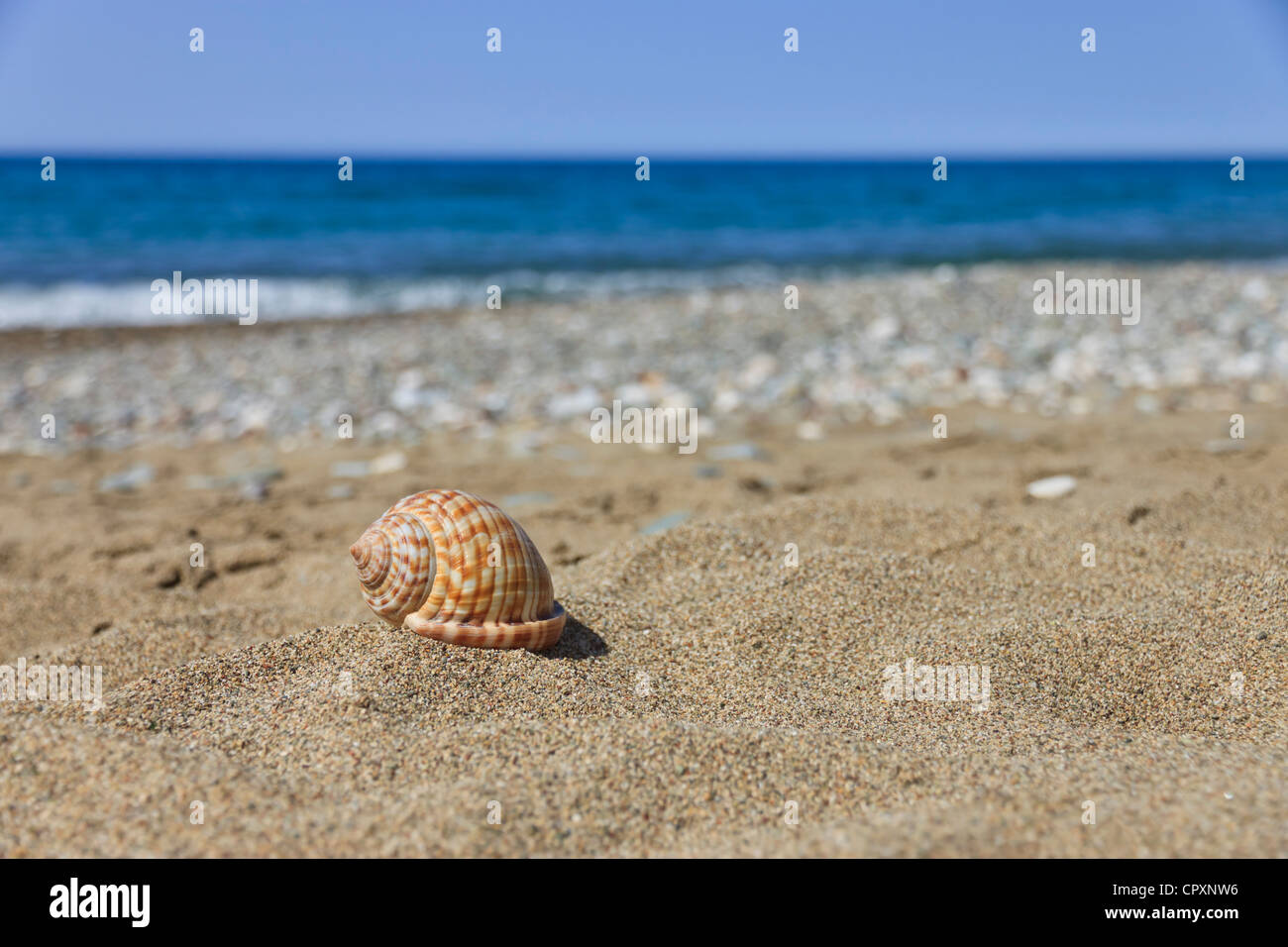 Kauri-Muschel am Strand Stockfoto