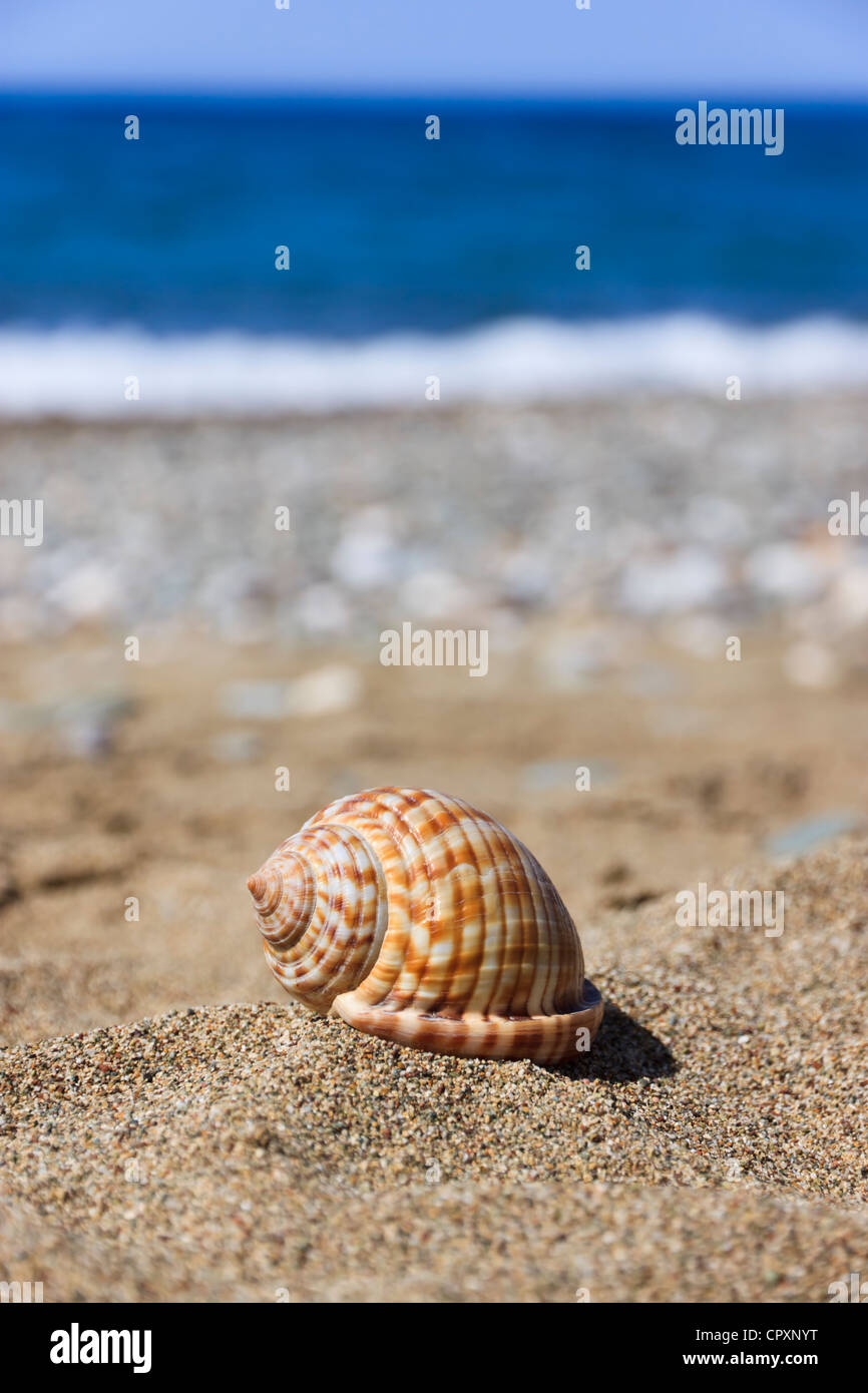 Kauri-Muschel am Strand Stockfoto