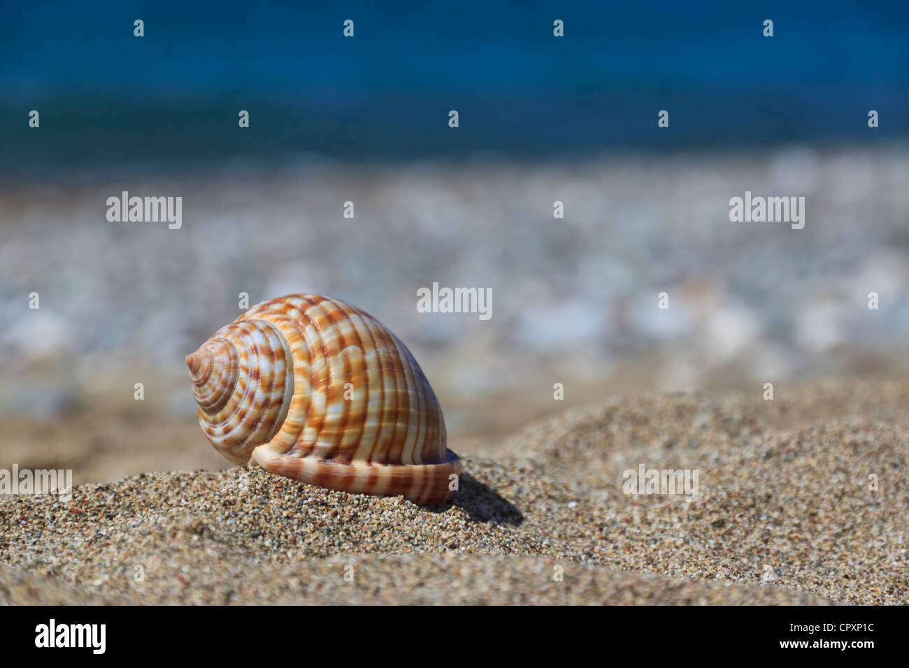 Kauri-Muschel am Strand Stockfoto