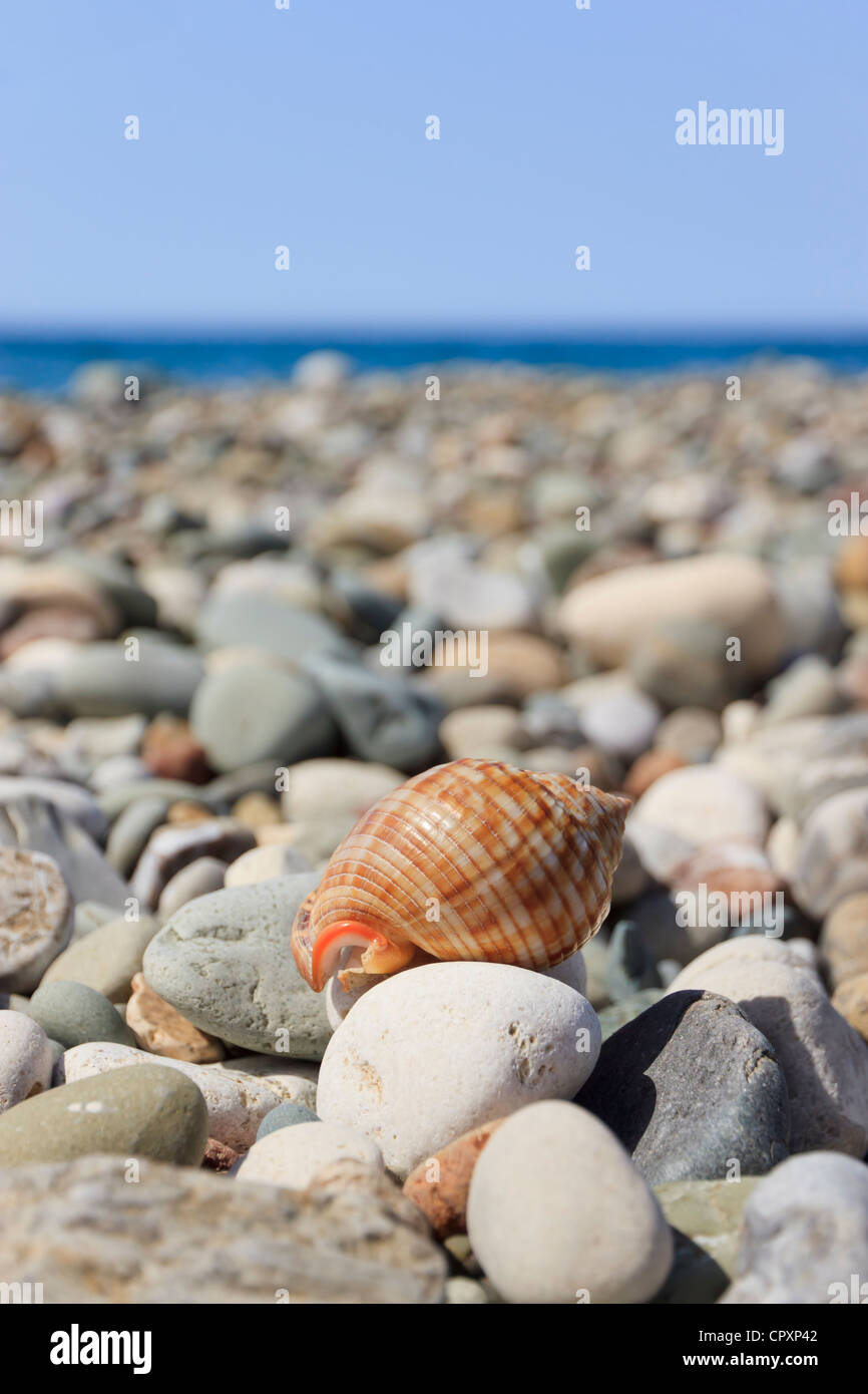 Kauri-Muschel am Strand Stockfoto