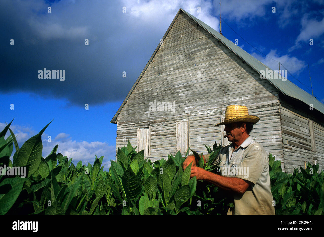 Kuba, Provinz Pinar Del Rio, Tabak Ruderer vor einer Tabak-Scheune Stockfoto