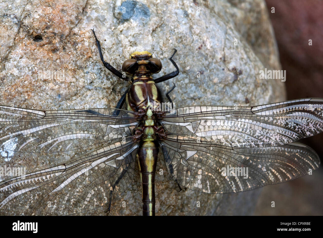 Junge Erwachsene Libelle ruht auf Felsen nur entstanden aus nymphal Haut östlichen Nordamerika Stockfoto