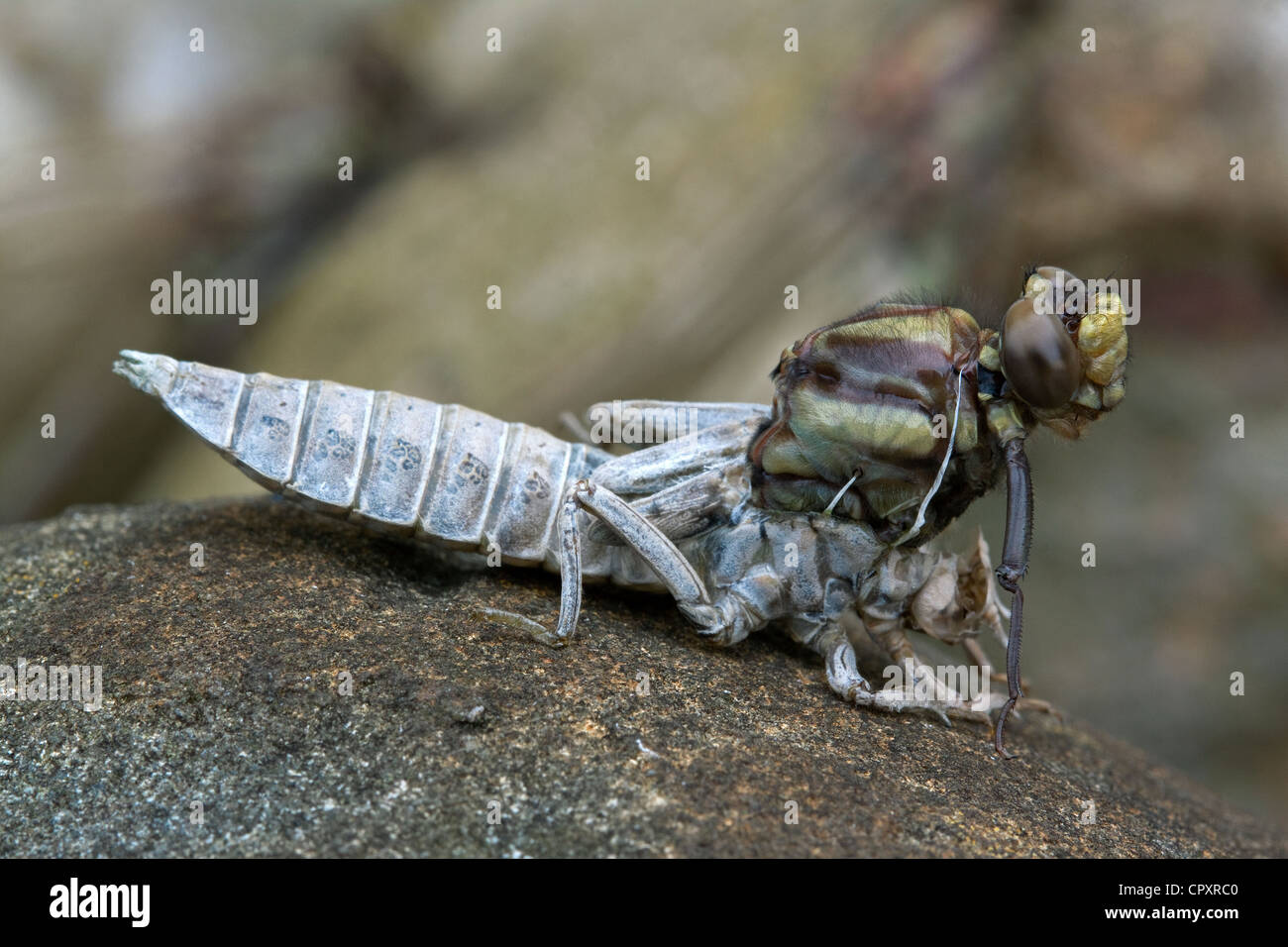 Metamorphose, Dragonfly Erwachsenen aus nymphal Haut im Osten der USA Stockfoto