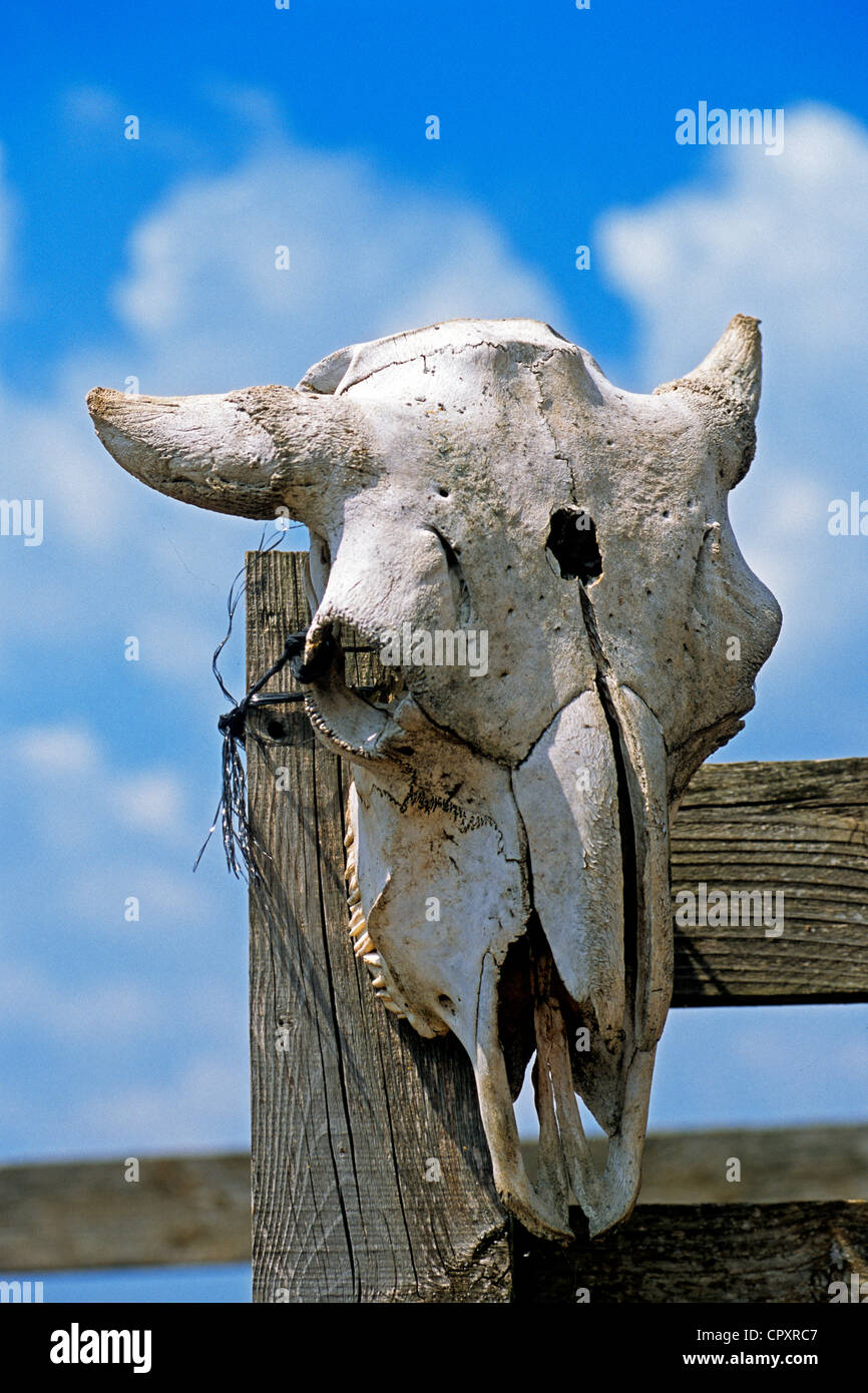 Frankreich, Gard, die Causses und Cevennen, UNESCO-Welterbe und Biosphären-Reservat, Lanuejols, Randals Bison, Büffel Schädel Stockfoto