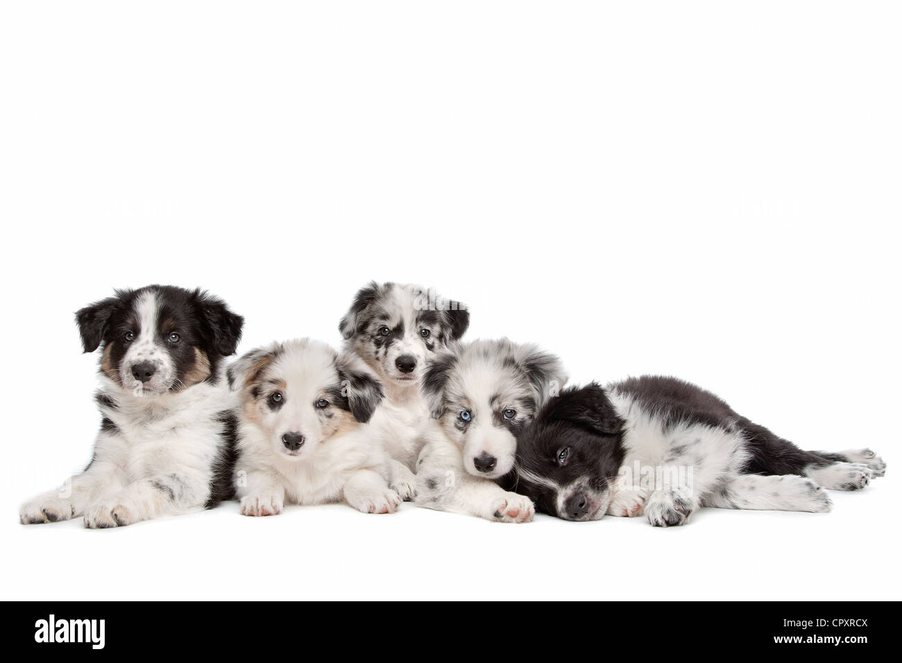 Gruppe von fünf Border-Collie-Welpen vor einem weißen Hintergrund Stockfoto