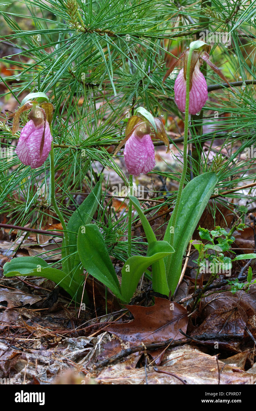 Pink Lady Slipper Orchidee oder Mokassin Blume Cypripedium Acaule im Wald Weymouths-Kiefer Pinus Strobus E USA Stockfoto