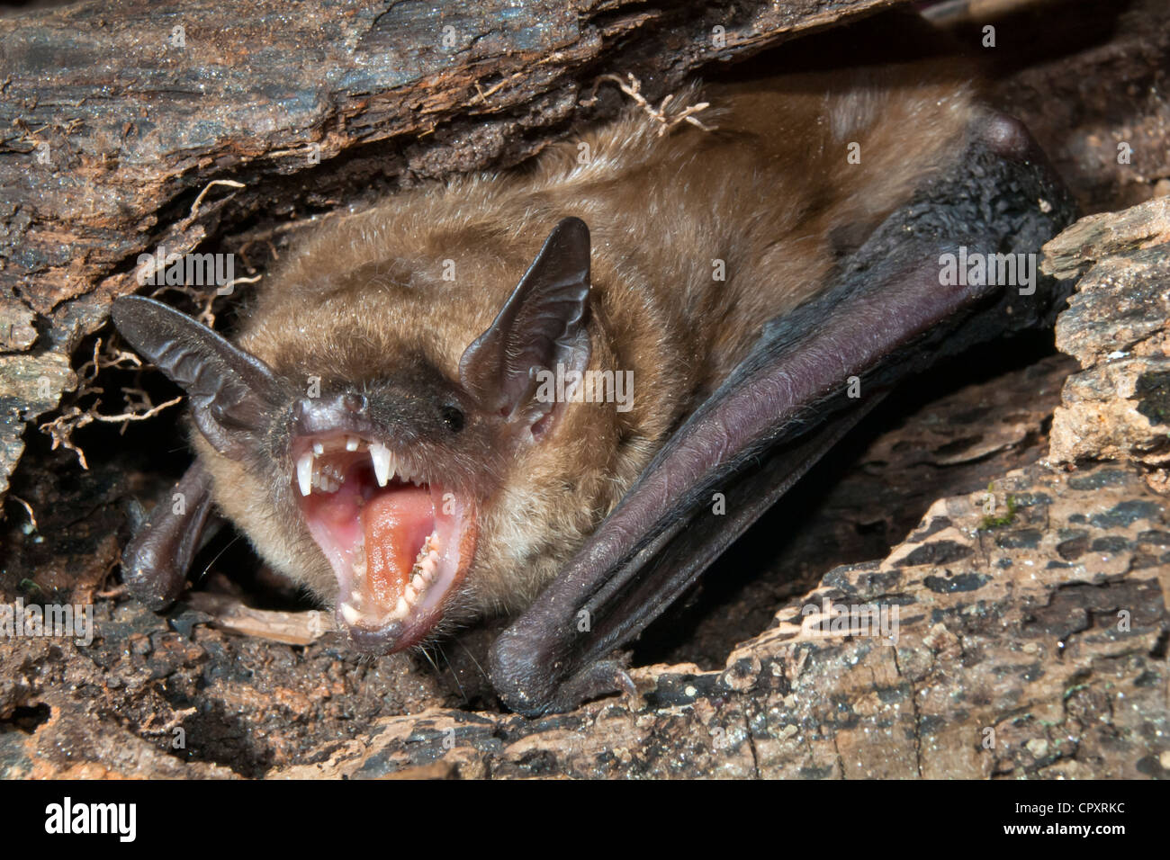 Große braune Fledermaus (Eptesicus Fuscus) Porträt. Stockfoto