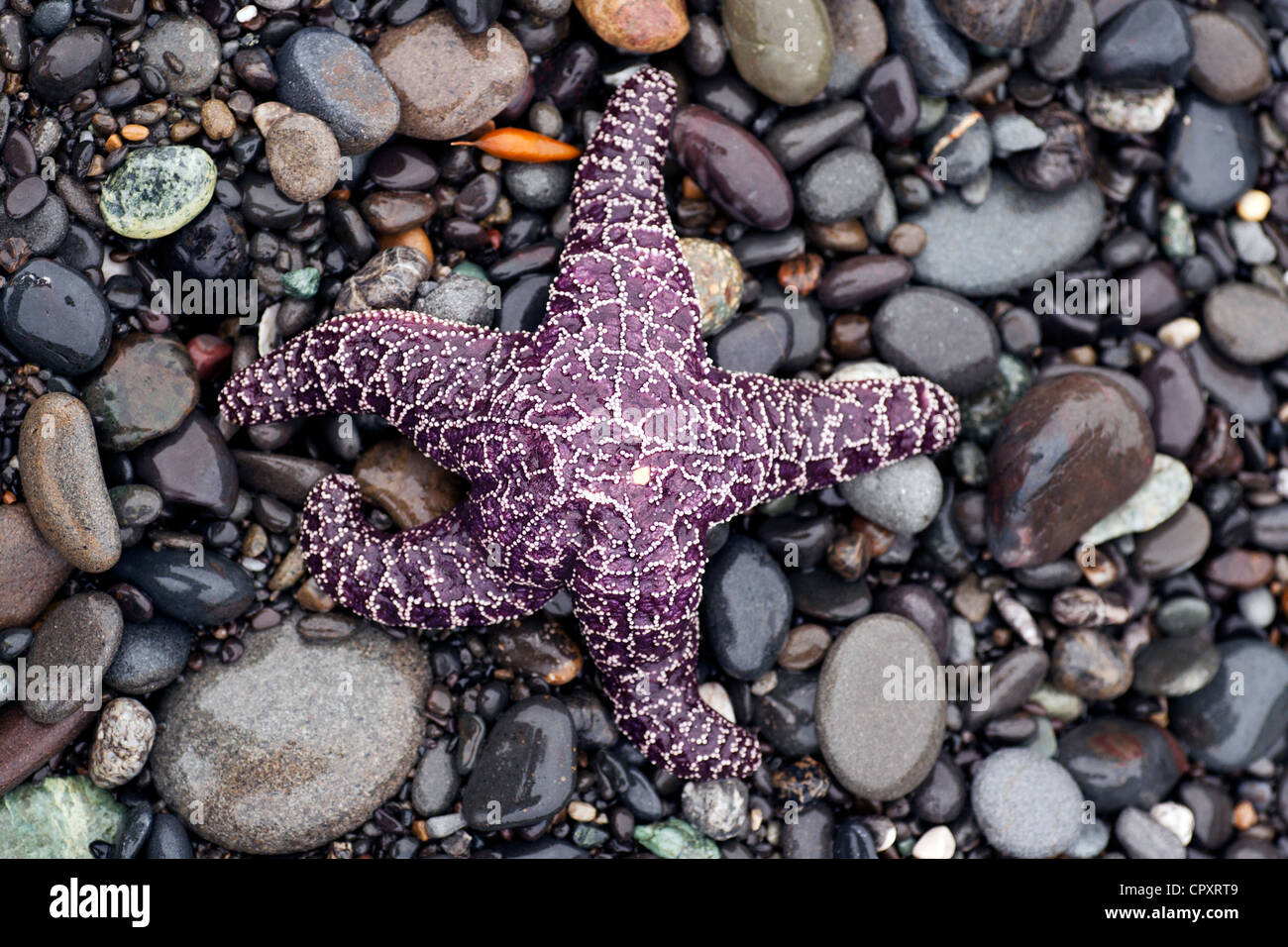 Sea Star - Rialto Strand, in der Nähe von La Push, Washington, USA Stockfoto