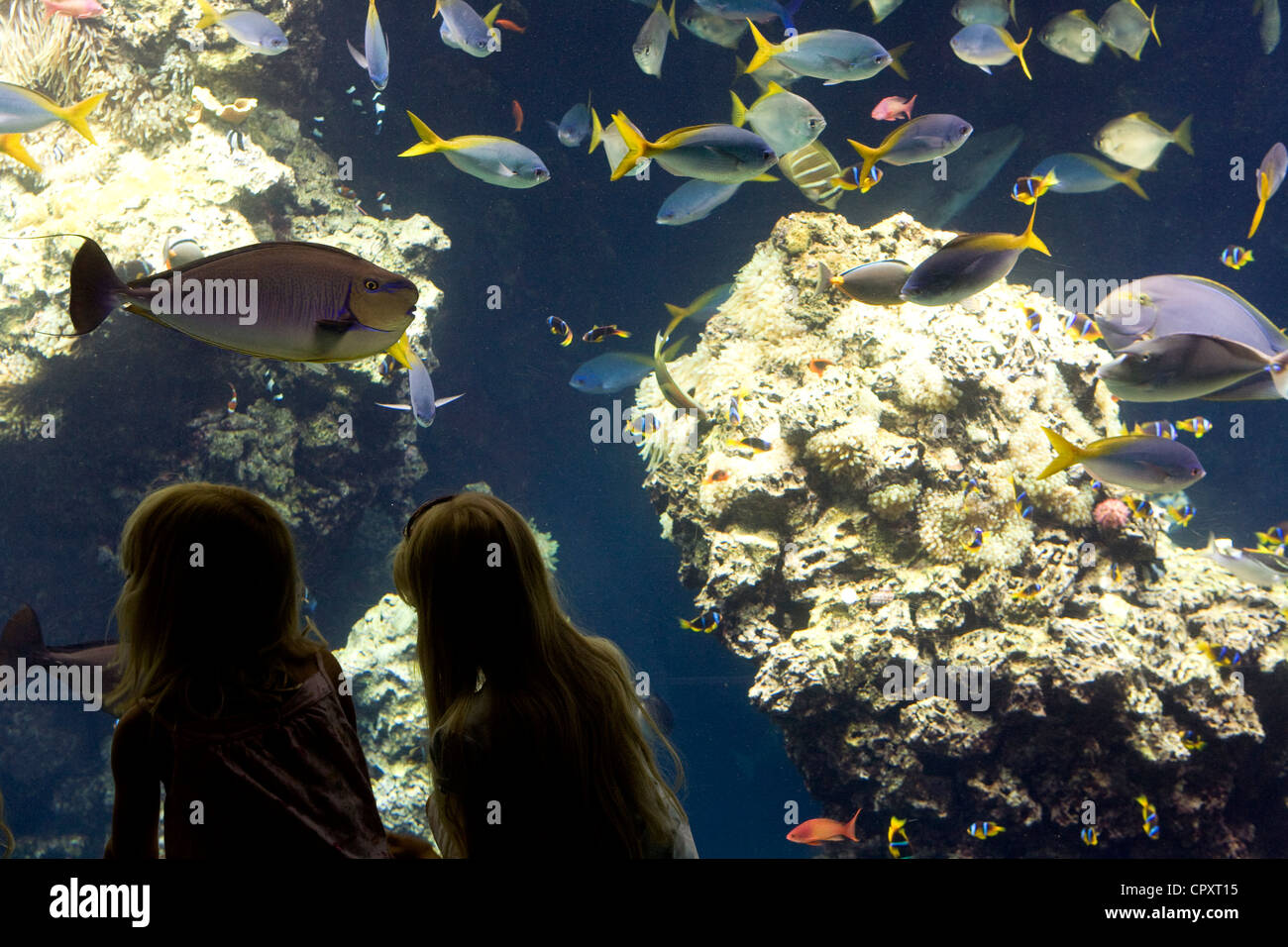 Fürstentum Monaco Monaco Musée et Institut Oceanographique de Monaco Museum ozeanographisches Institut Meeresmuseum finanziert Stockfoto