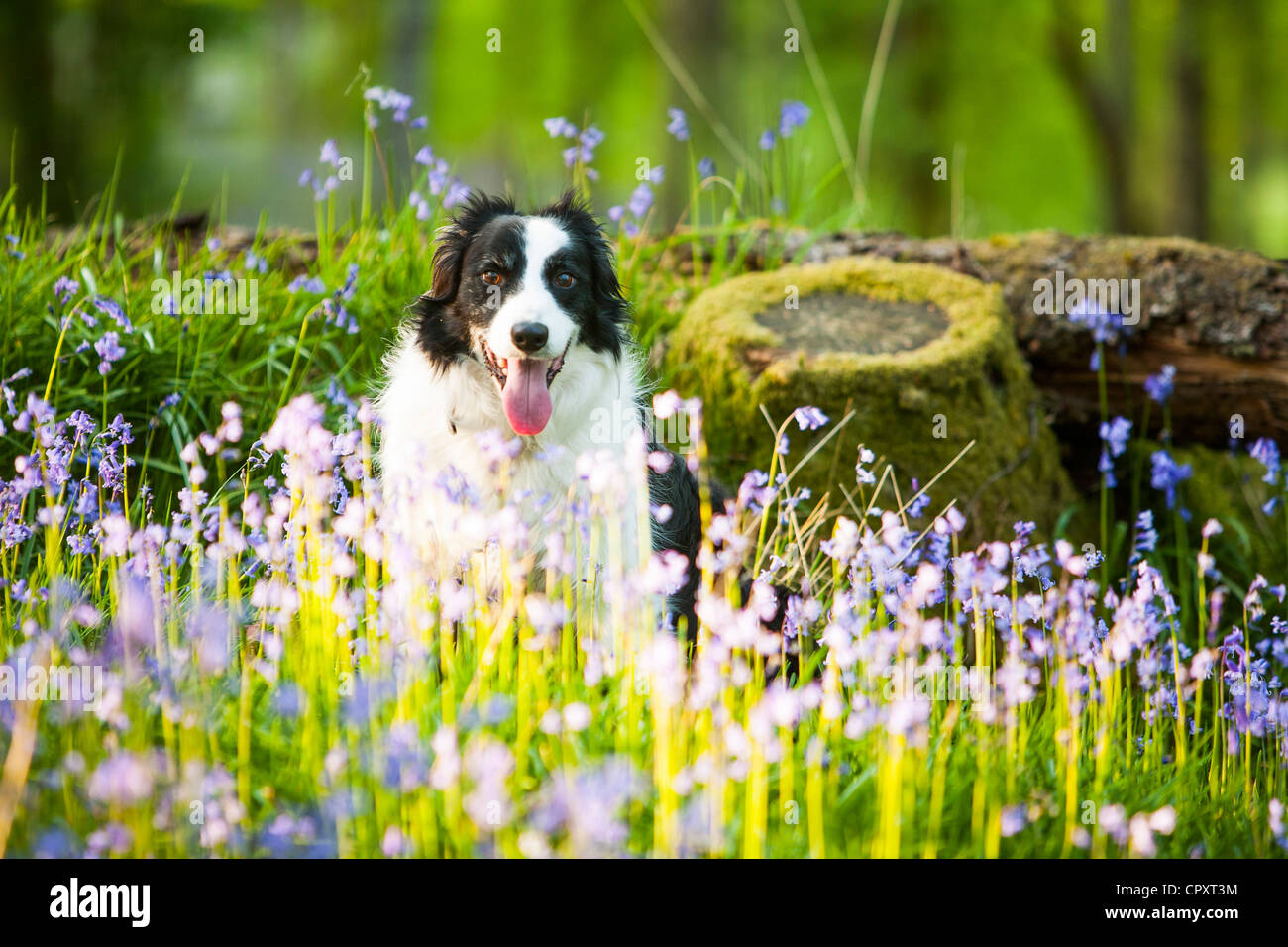 Ein Border-Collie Hund im Glockenblumen im Wald in der Nähe von Ambleside, Lake District, Großbritannien. Stockfoto