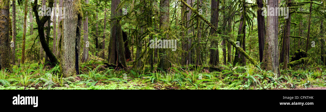 Alten Waldbestands Panorama zusammengesetzte Bild - in der Nähe von Crescent Lake - Olympic Nationalpark, Washington, USA Stockfoto