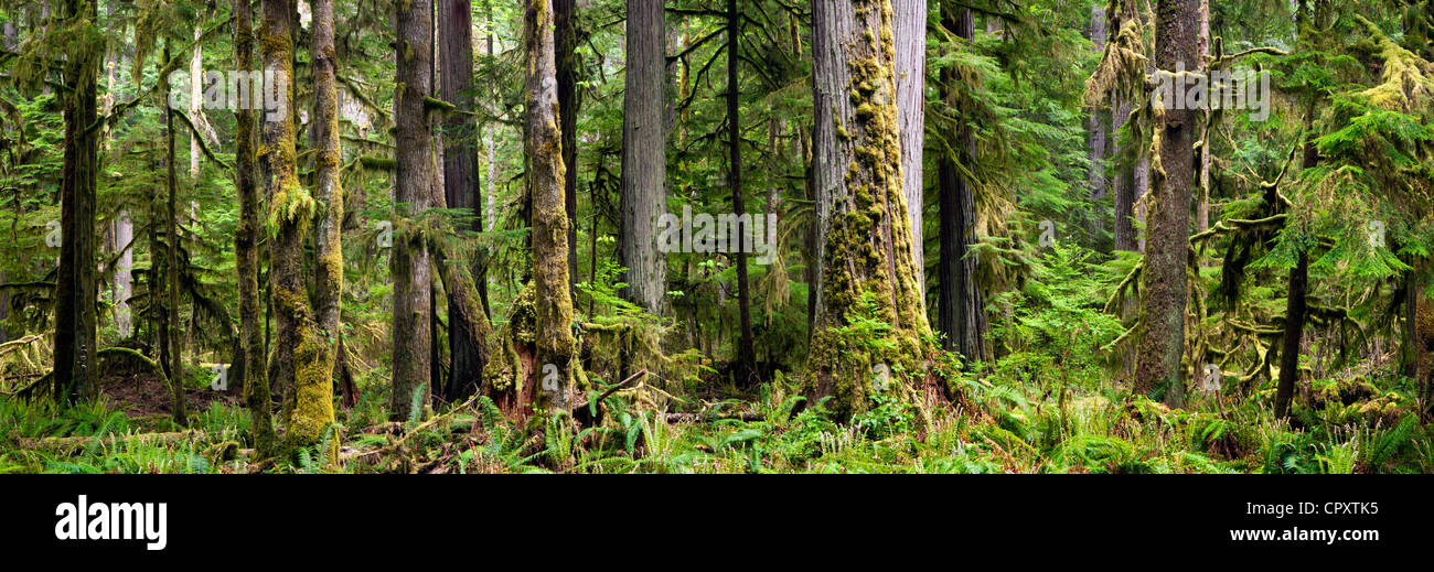 Alten Waldbestands Panorama zusammengesetzte Bild - in der Nähe von Crescent Lake - Olympic Nationalpark, Washington, USA Stockfoto