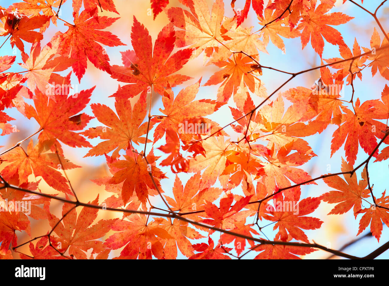 Herbstliche Ahornblätter im blauen Himmel Stockfoto