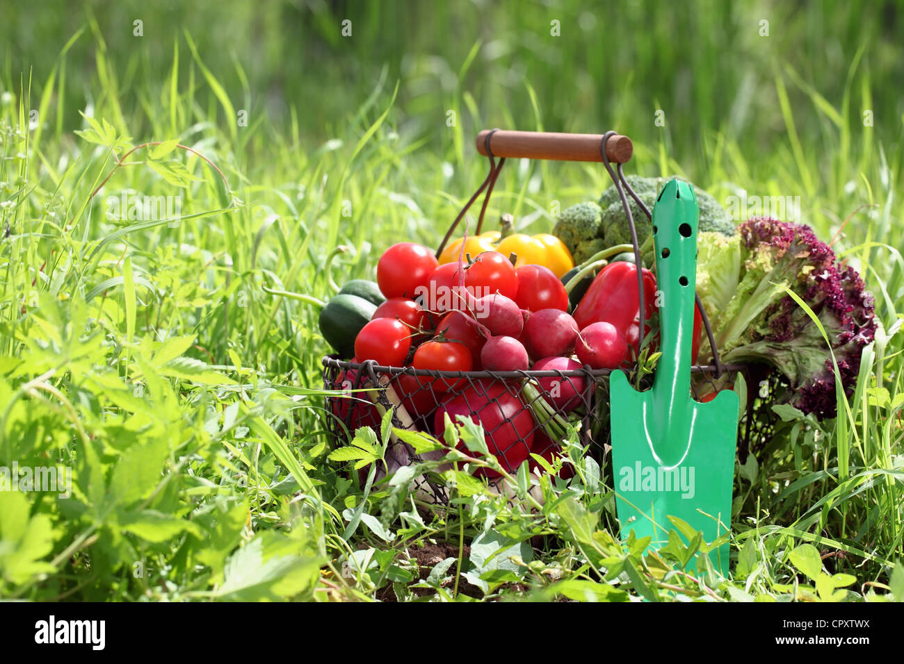 Korb voll mit Bio-Gemüse mit Schaufel auf dem grünen Rasen. Stockfoto