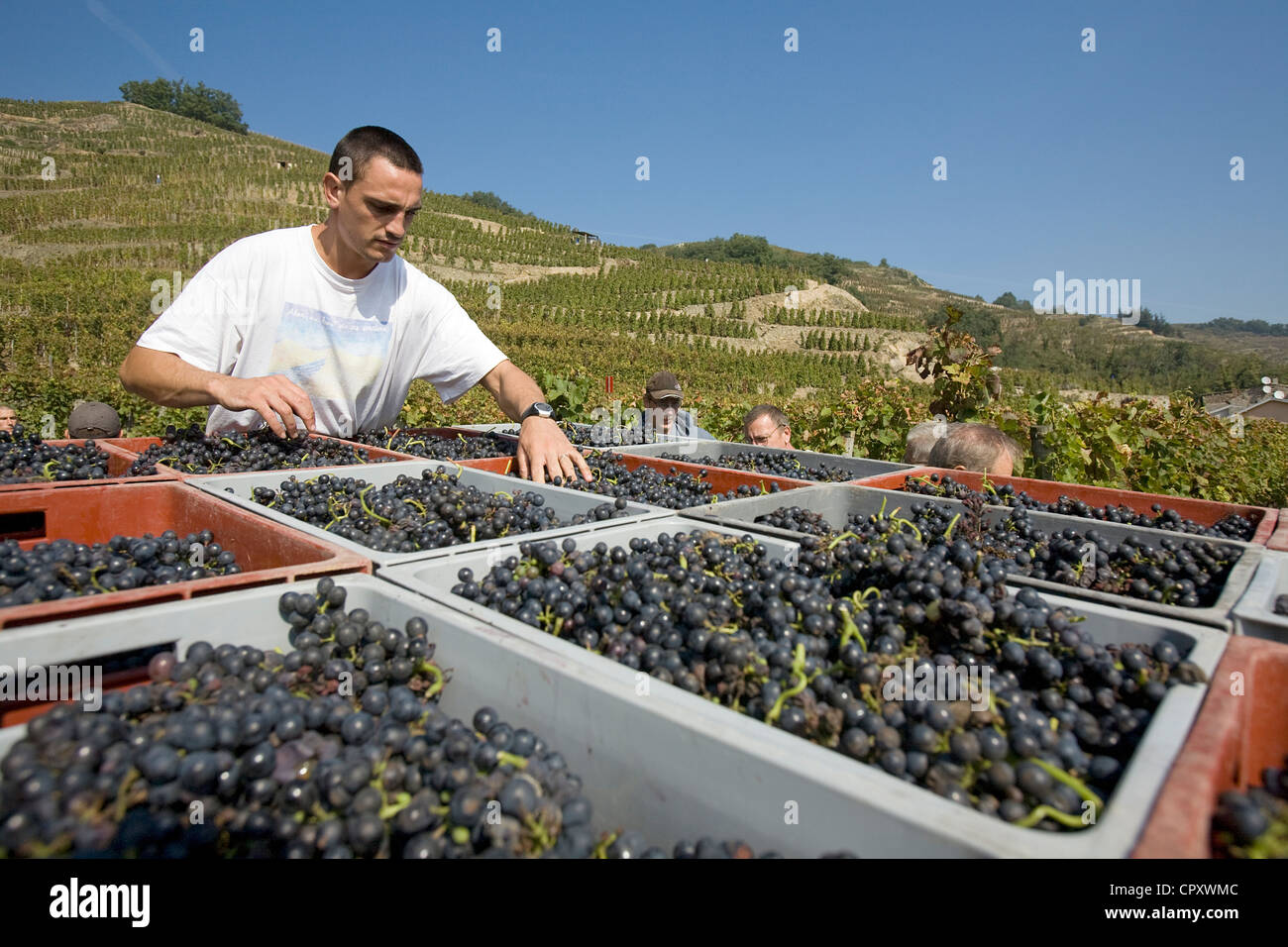 Frankreich Rhone Condrieu et Ampuis Weinberg des AOC Cote Rotie Georges Vernay Wein erzeugenden Domäne Trauben pflücken Maison Rouge Rebe Stockfoto