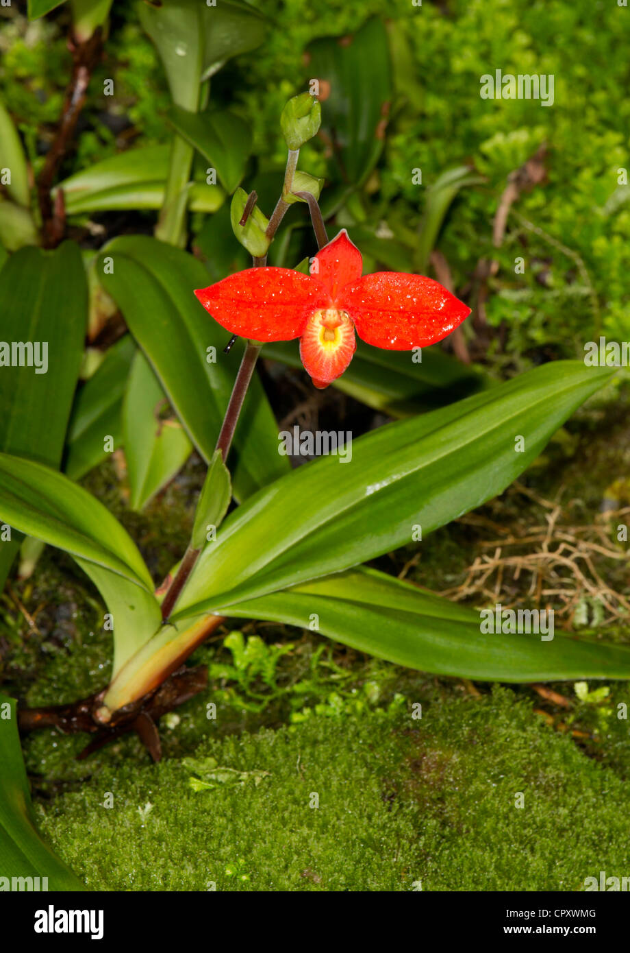 Phragmipedium Scarlet O'Hara Stockfoto