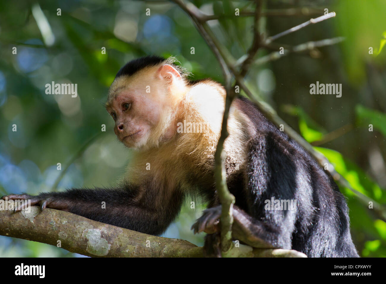 Kapuzineraffe im Regenwaldddach Stockfoto