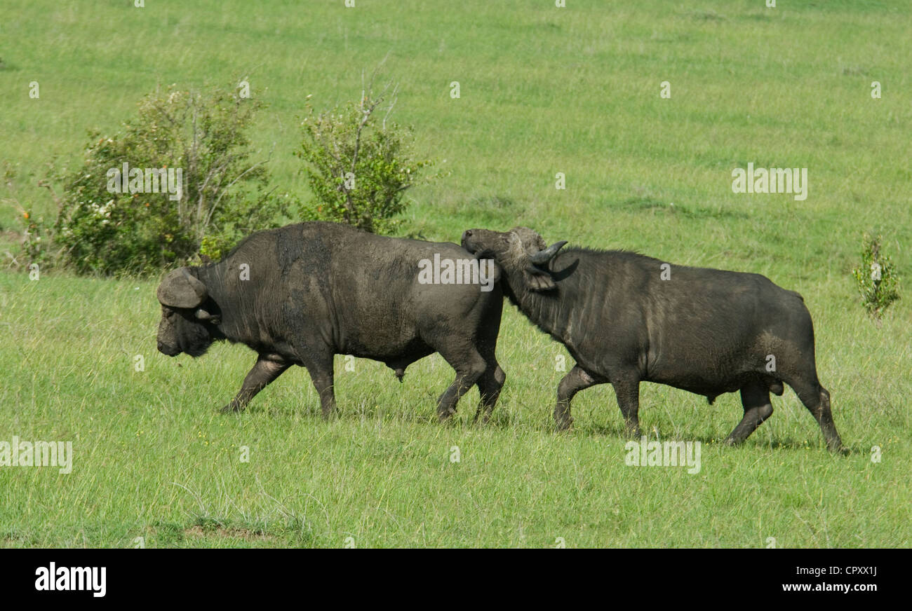 Kaffernbüffel Bull nach anderen Stier, mit Kopf an seinem Heck Stockfoto