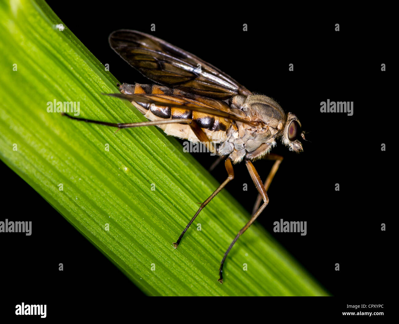 Downlooker Snipefly (Rhagio Scolopaceus) Stockfoto