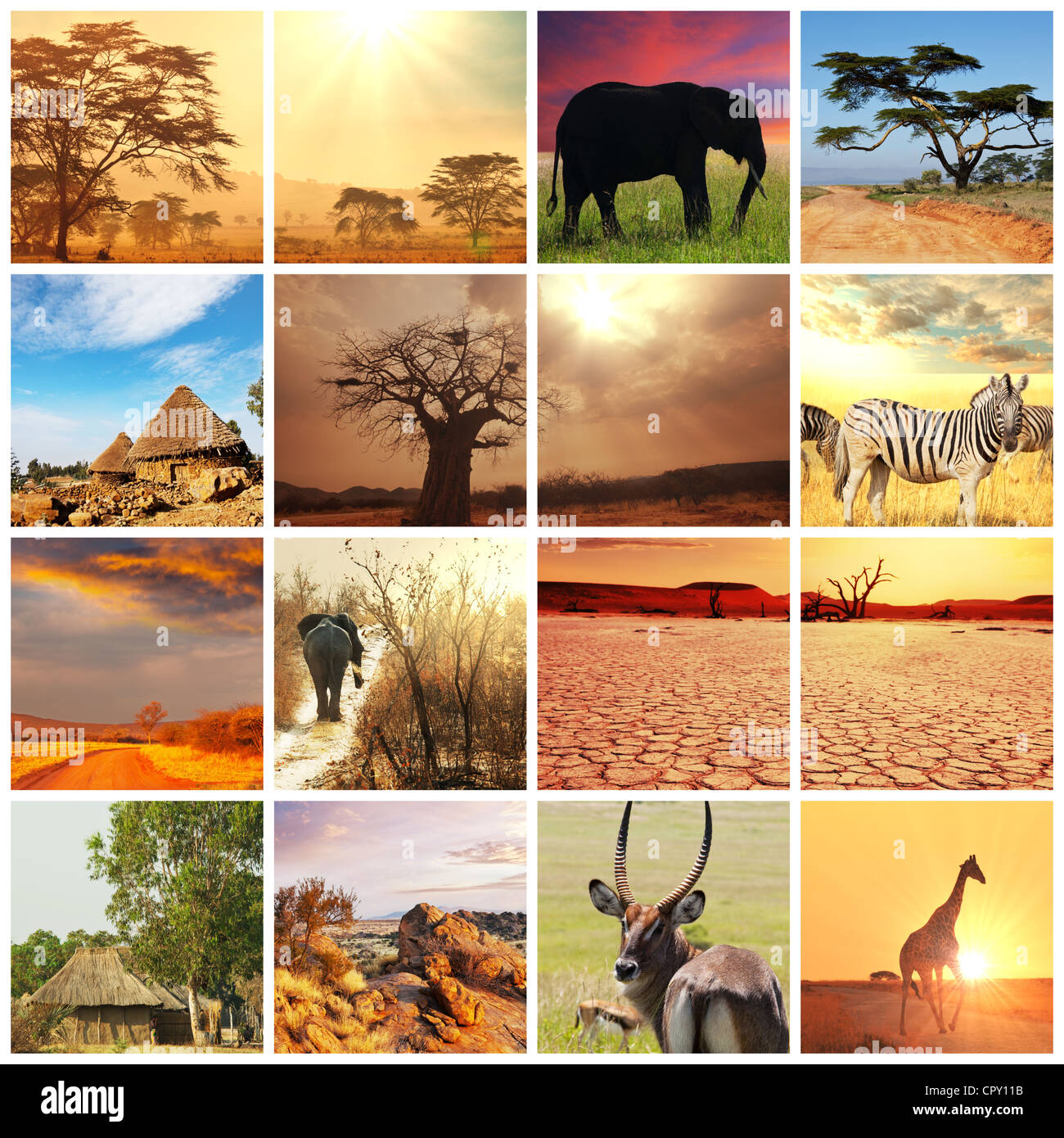 Afrikanische Safari im Etosha, Namibia Stockfoto