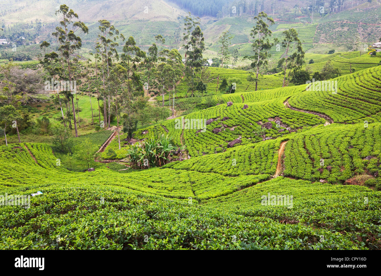 Tee-Plantage auf Sri Lanka Stockfoto