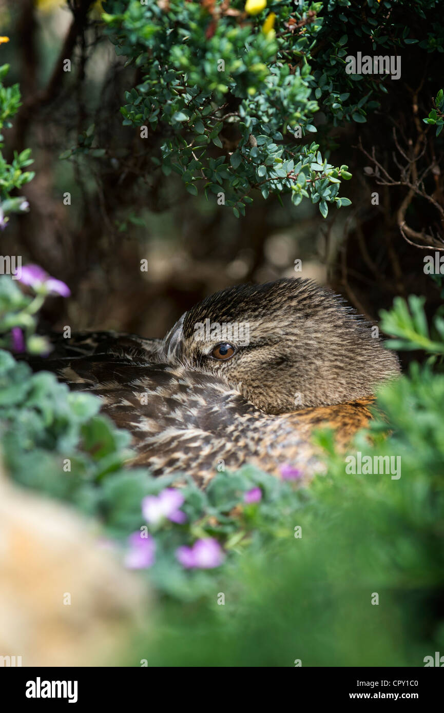 Anas platyrhynchos. Weibliche Stockente sitzen auf egges während Verschachtelung unter Pflanzen Stockfoto