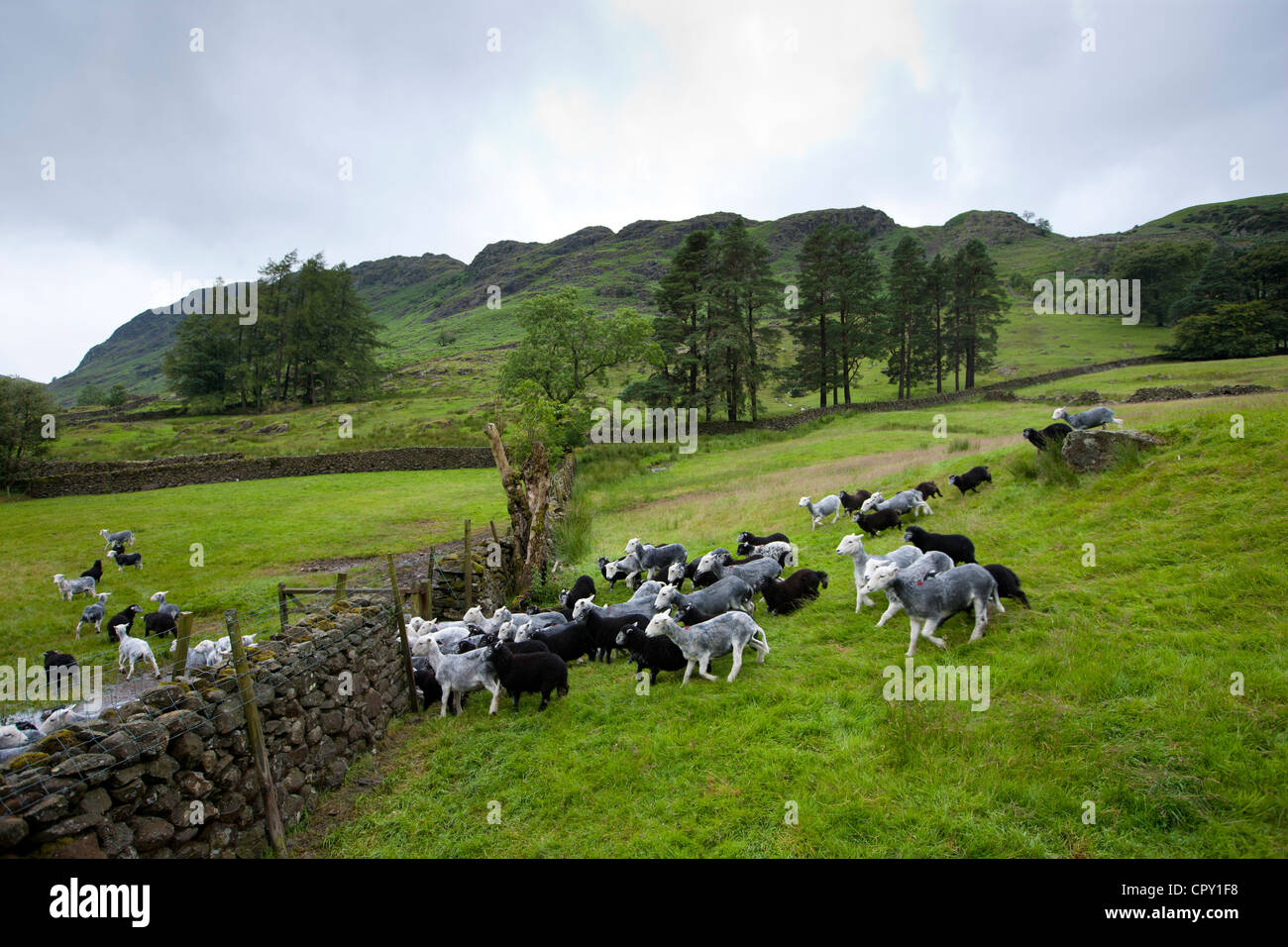 Herdwick Schafe und Lämmer werden getrieben bis auf Westhead Bauernhof von Thirlmere in Lake District National Park, Cumbria, England Stockfoto