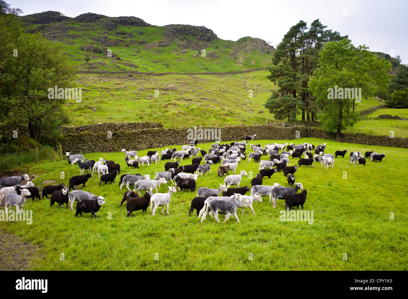 Herdwick Schafe und Lämmer auf Westhead Bauernhof von Thirlmere in Lake District National Park, Cumbria, England Stockfoto