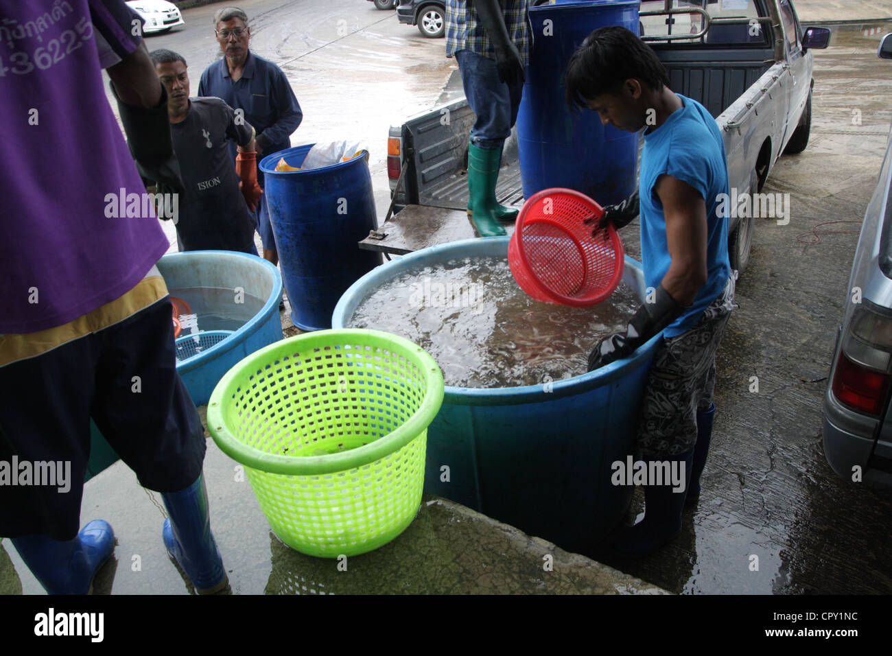 Myanmar Wanderarbeiter arbeiten bei Garnelen Markt in Samut Sakhon Provinz, Thailand Stockfoto