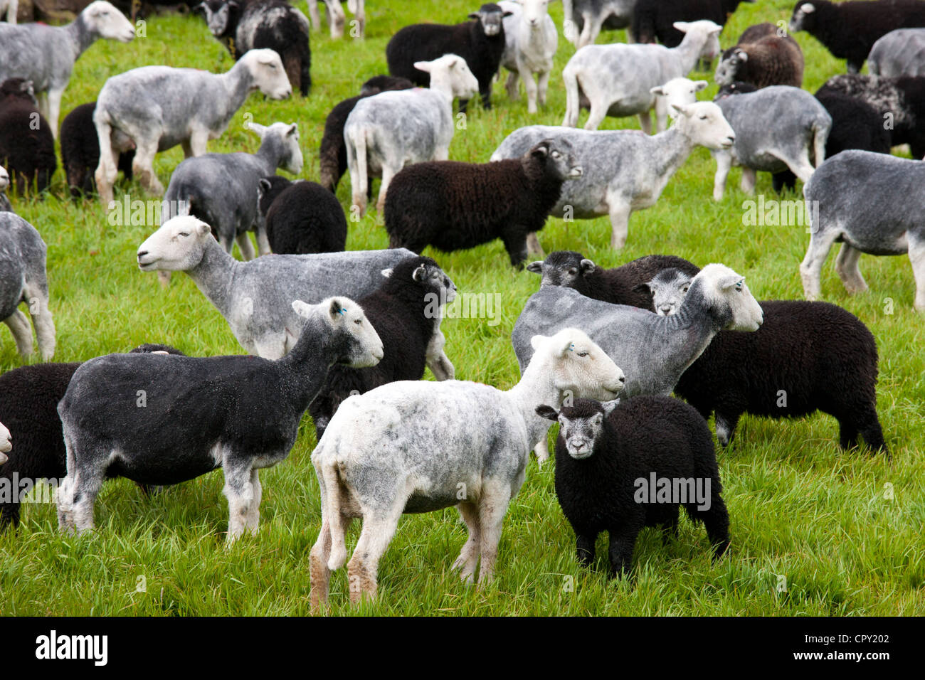Herdwick Schafe und Lämmer auf Westhead Bauernhof von Thirlmere in Lake District National Park, Cumbria, England Stockfoto